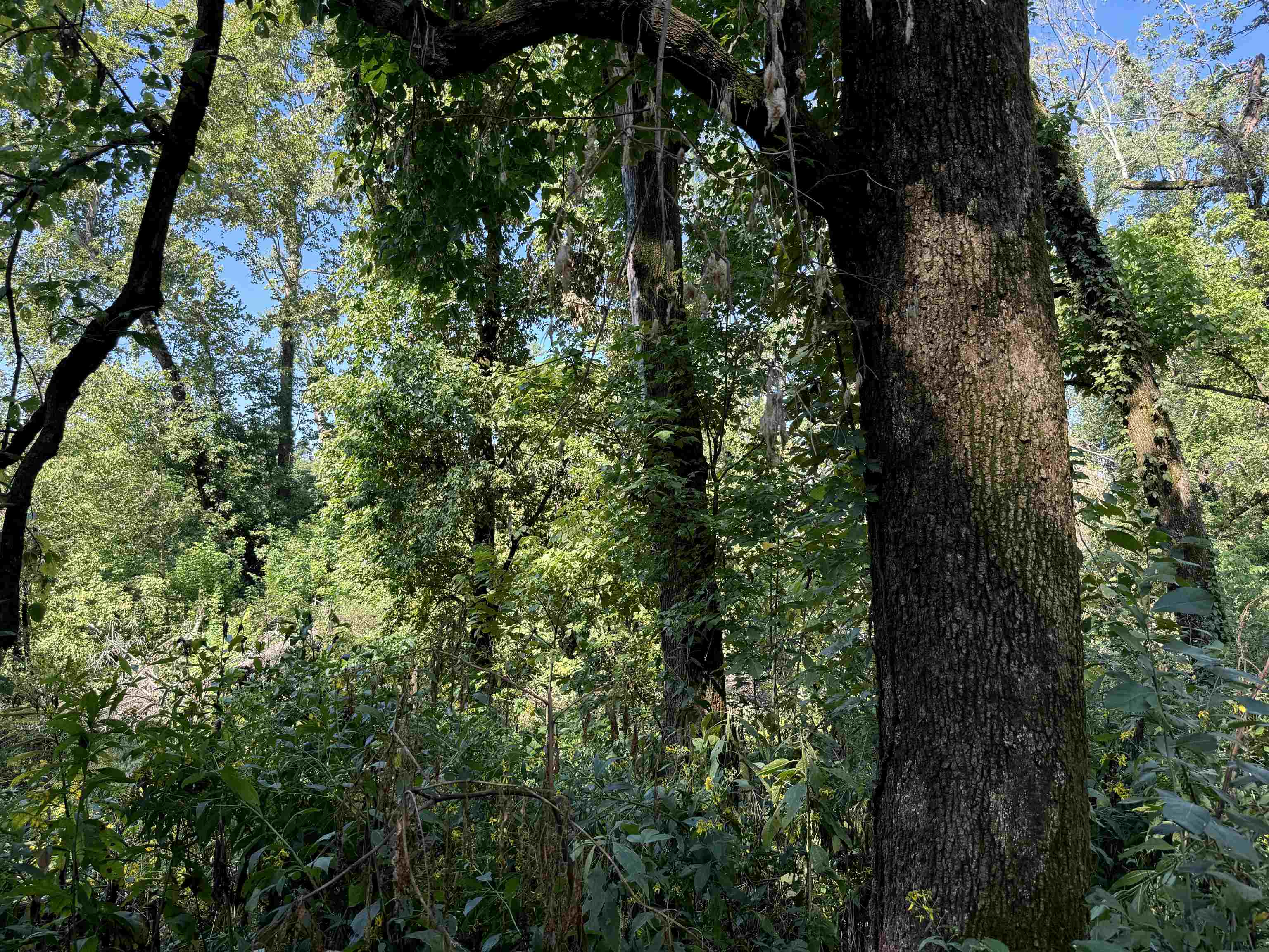 TBD  River  Williford, AR