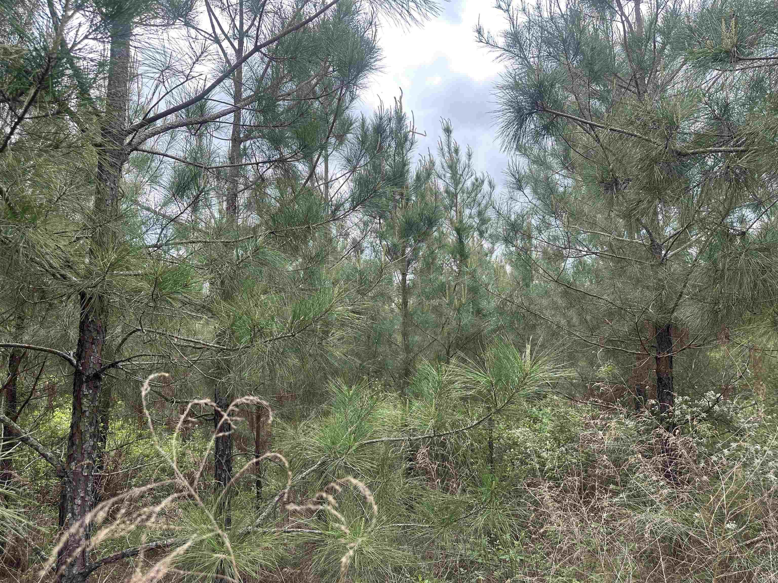 Lot 1  AR Hwy 7  Camden, AR