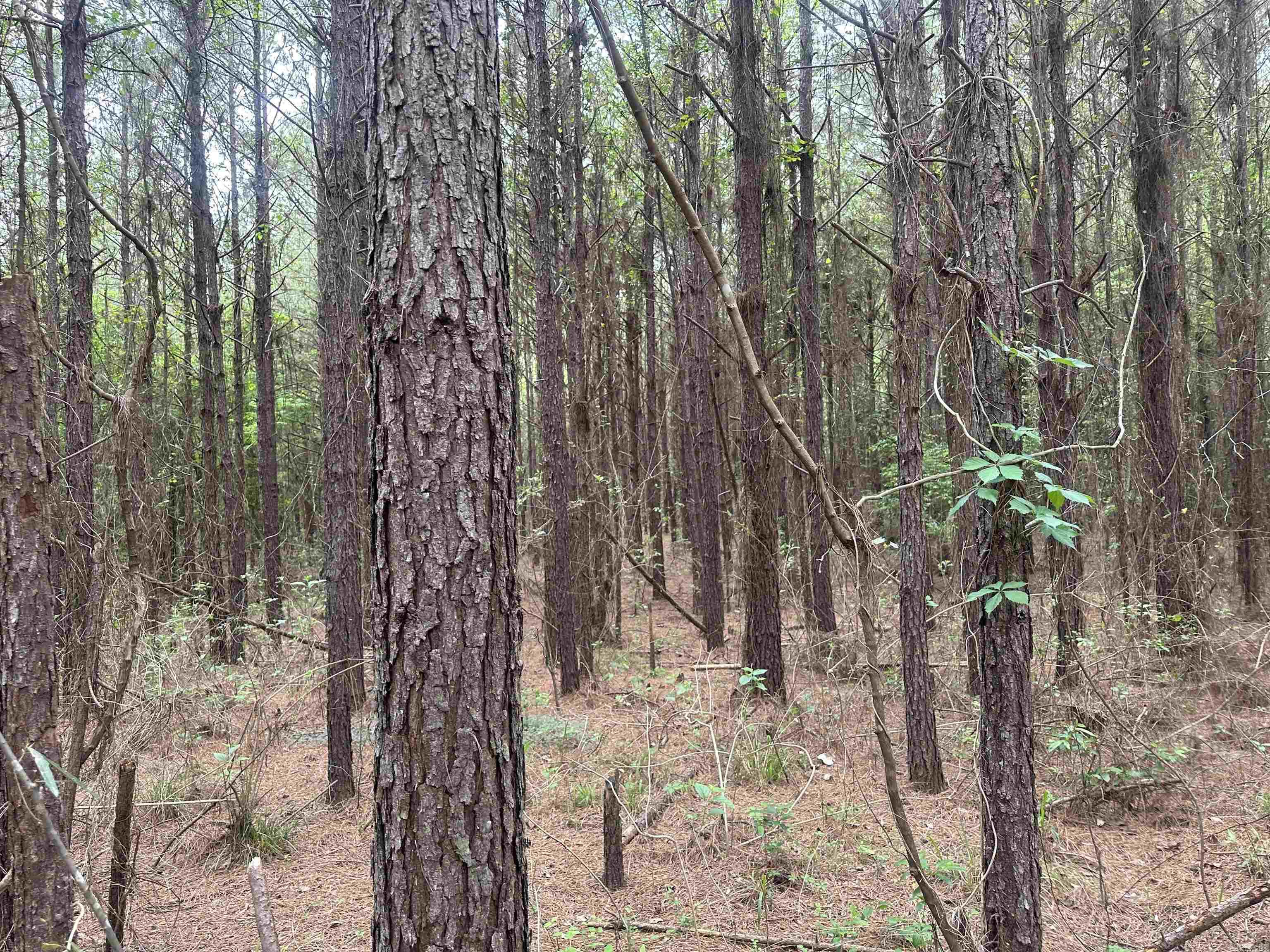 Lot 3  AR Hwy 7  Camden, AR