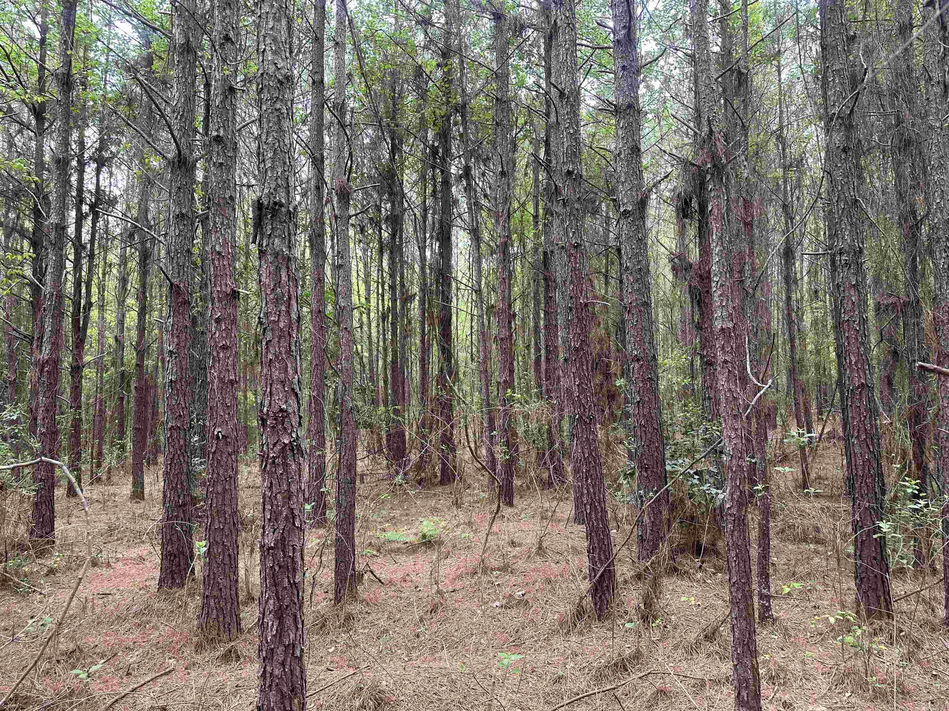 Lot 3  AR Hwy 7  Camden, AR