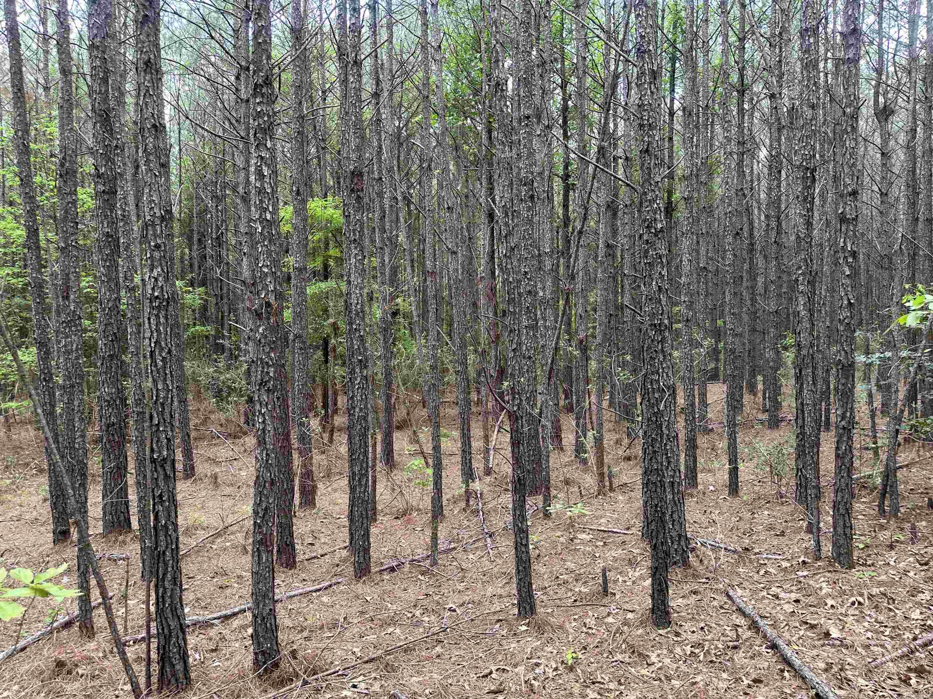 Lot 4  AR Hwy 7  Camden, AR