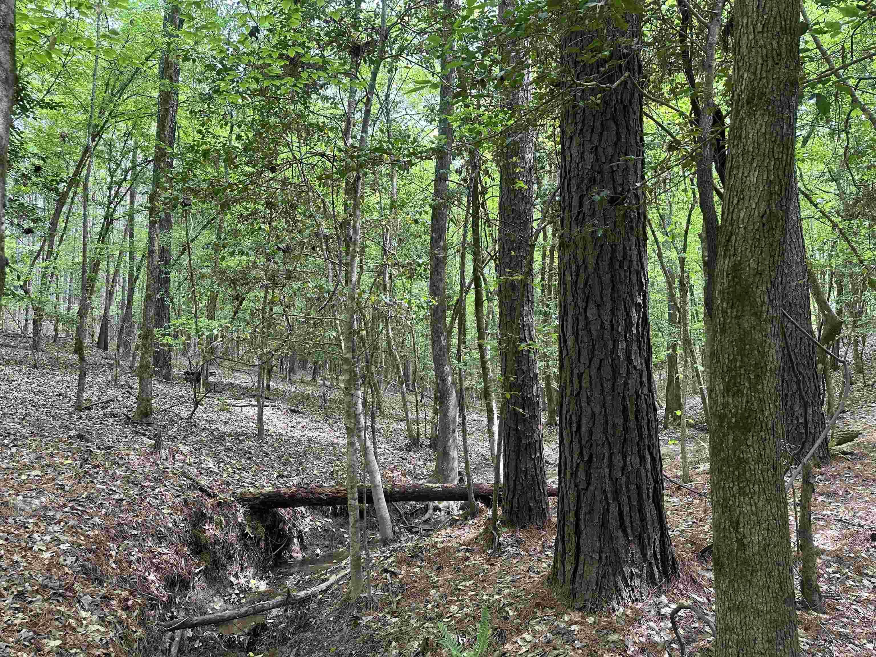 Lot 6  AR Hwy 7  Camden, AR