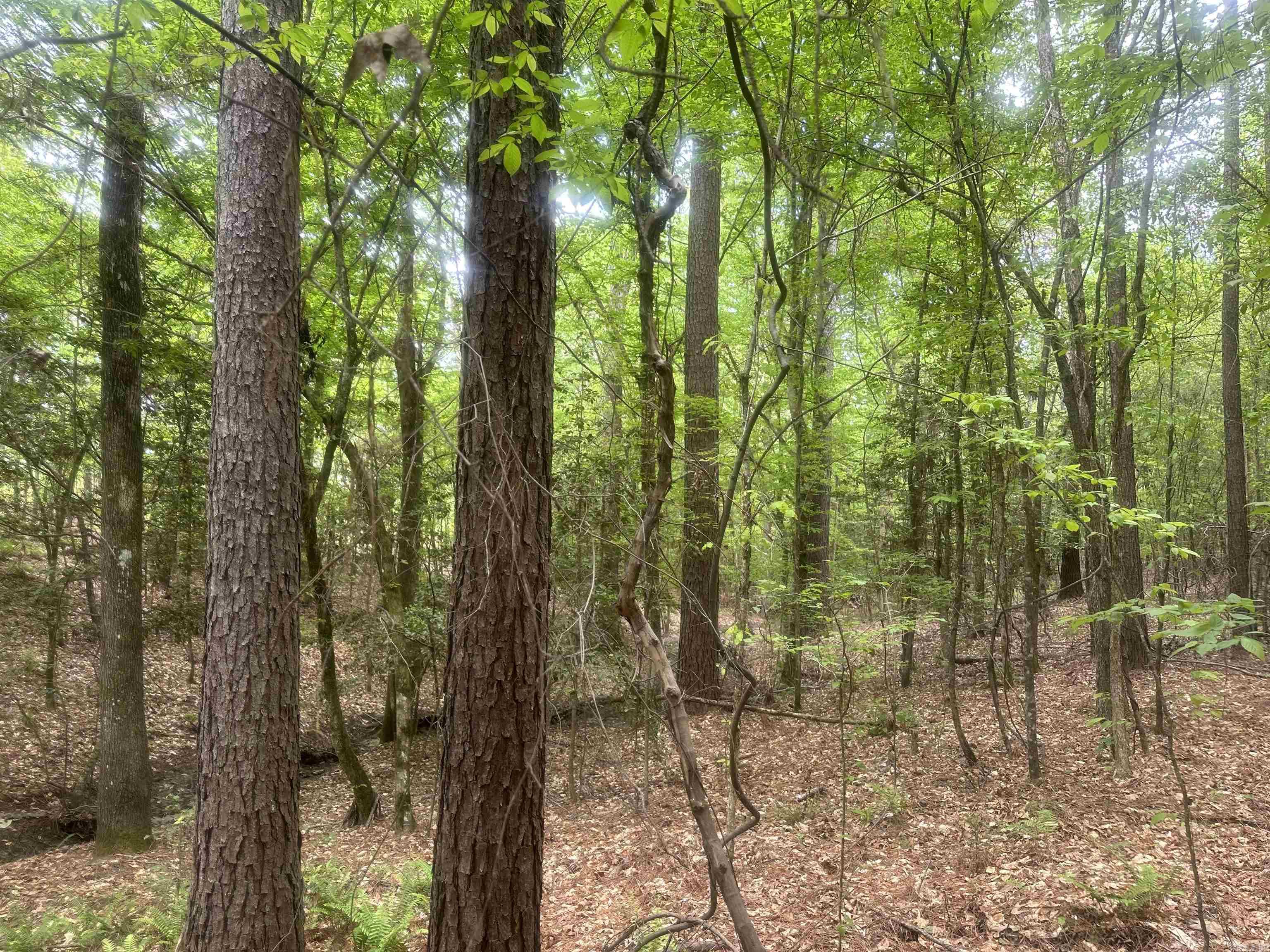 Lot 7  AR Hwy 7  Camden, AR