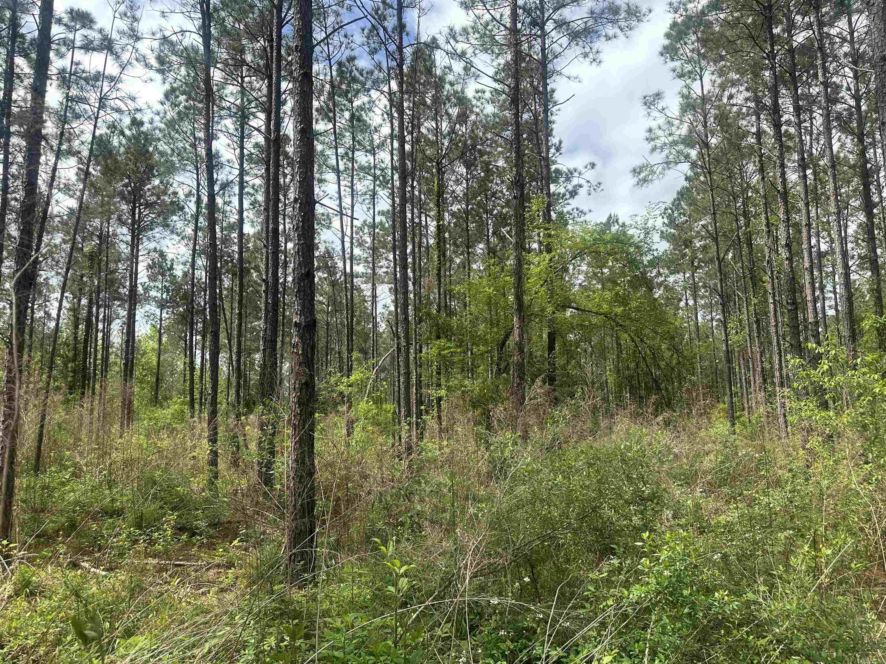 Lot 7  AR Hwy 7  Camden, AR