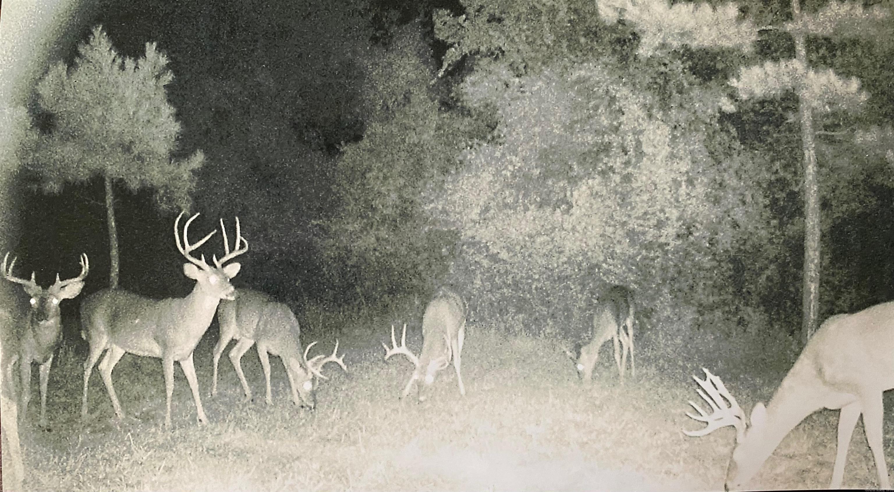 33  Collins Field Rd  Mount Ida, AR