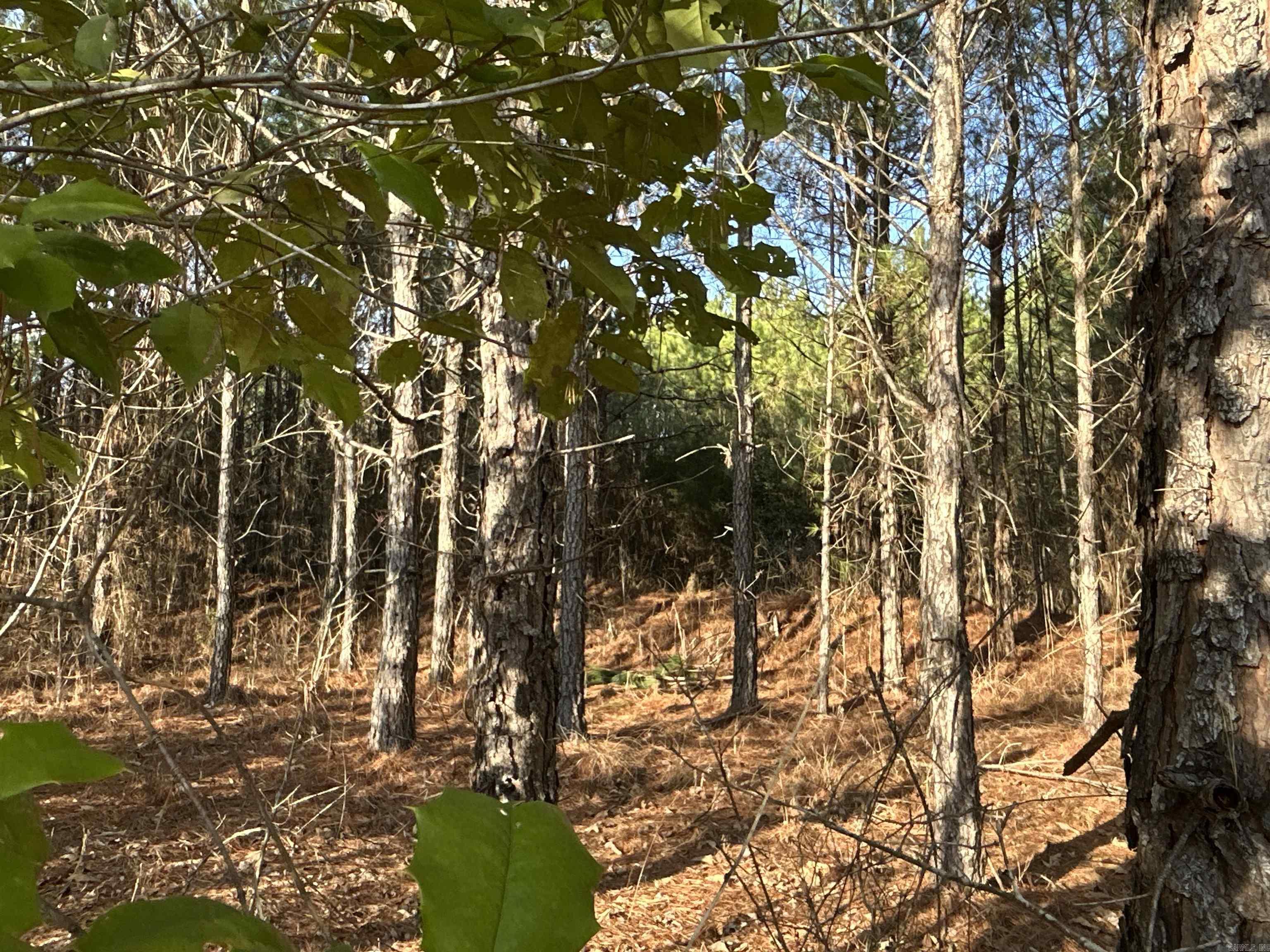 17-15-19  Frog Shack Rd  Stephens, AR