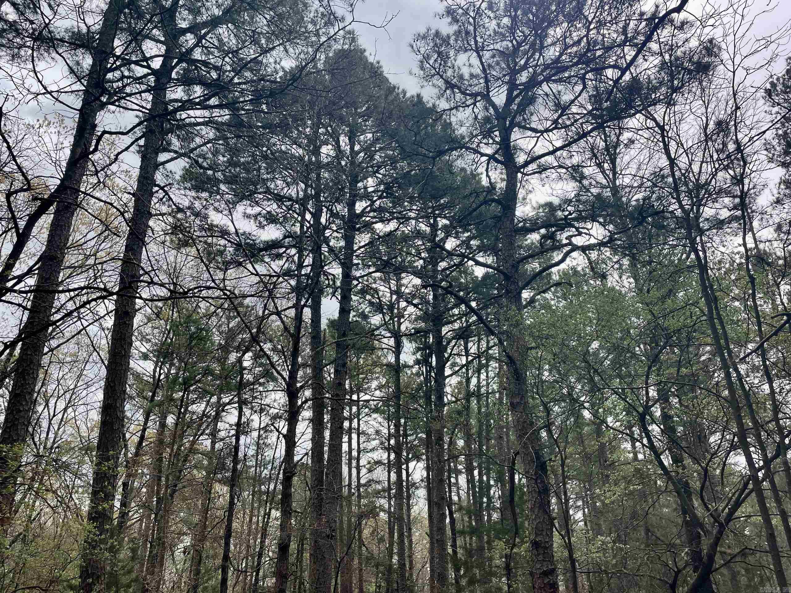 000  Bettis Mountain  Quitman, AR