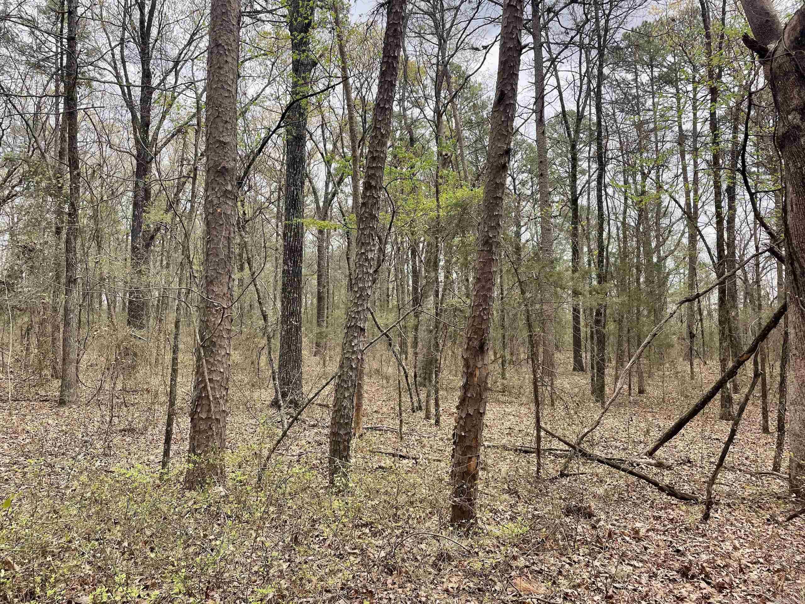 000  Bettis Mountain  Quitman, AR