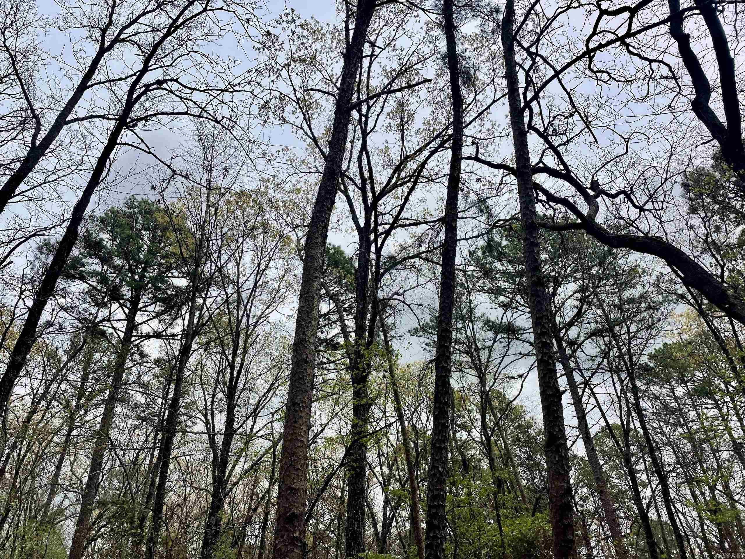 000  Bettis Mountain  Quitman, AR