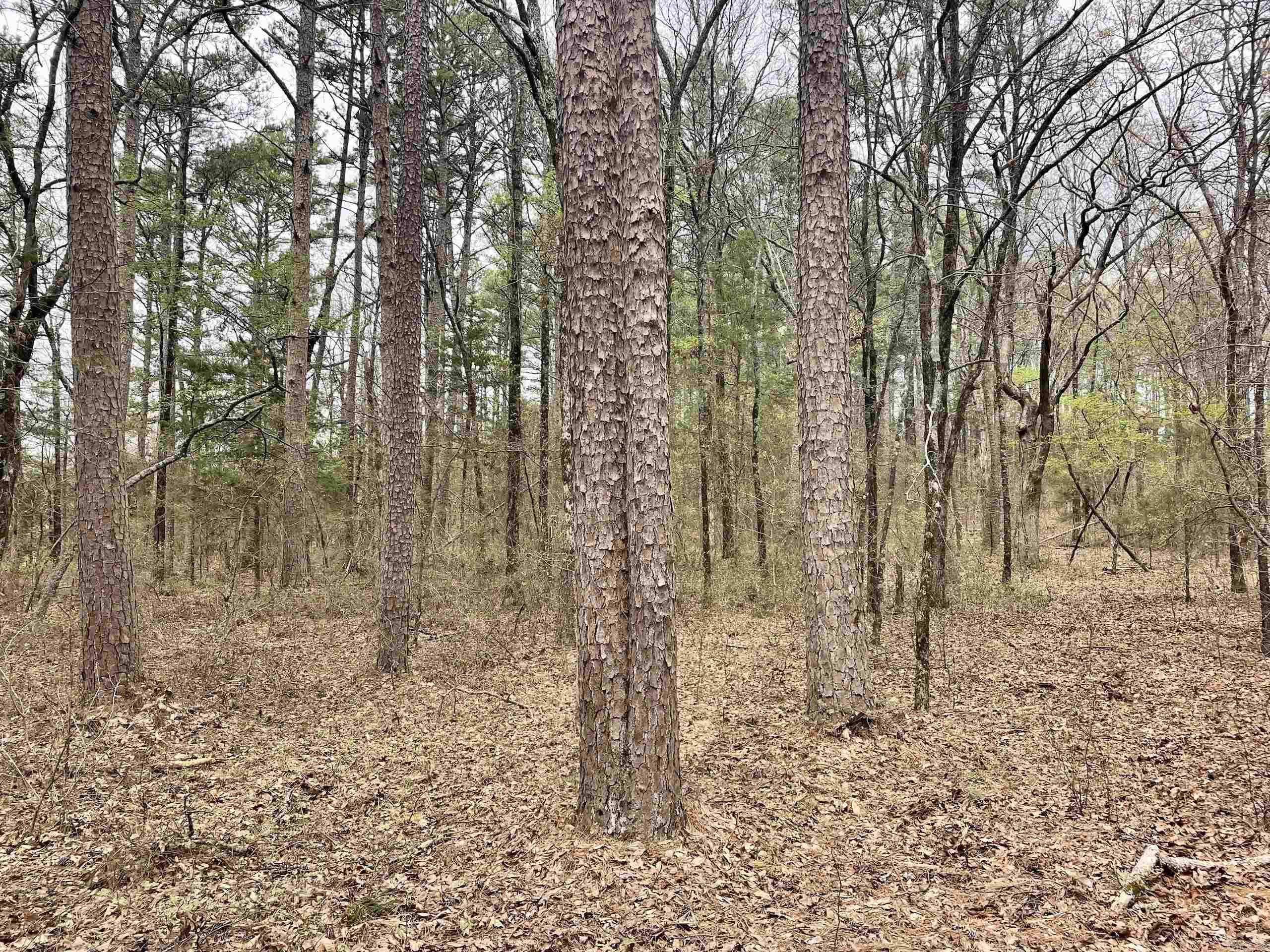 000  Bettis Mountain  Quitman, AR