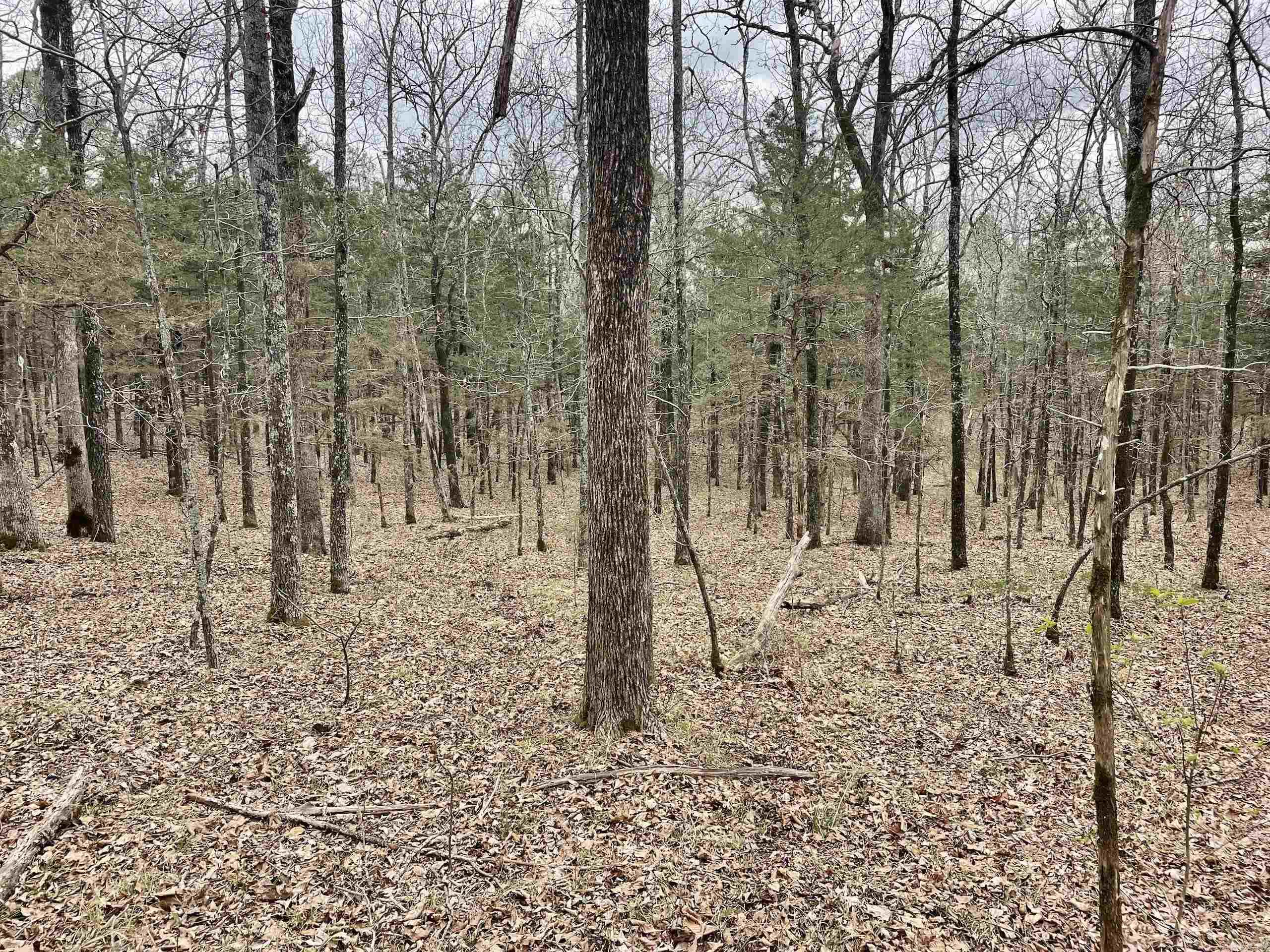 000  Bettis Mountain  Quitman, AR