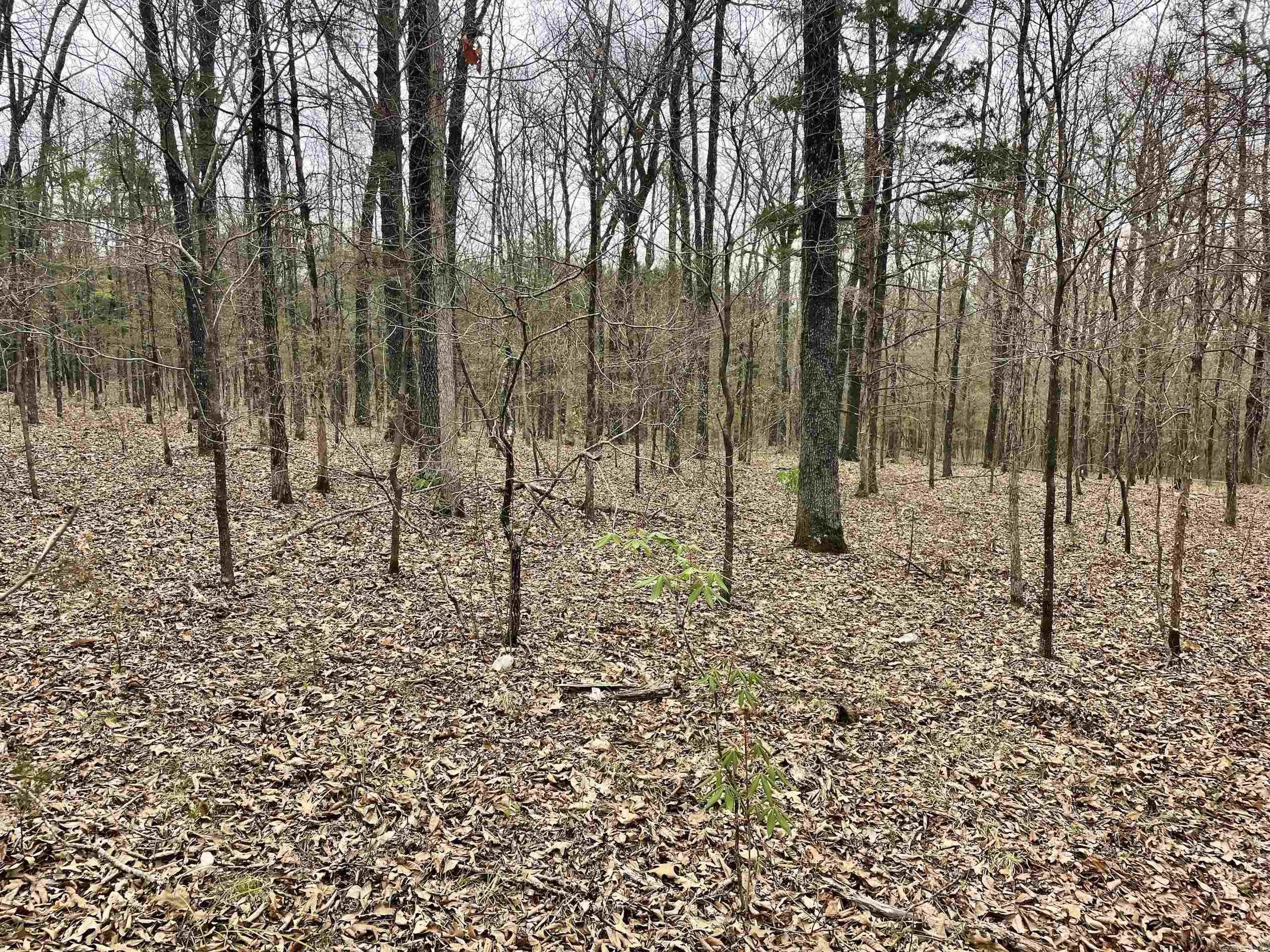 000  Bettis Mountain  Quitman, AR