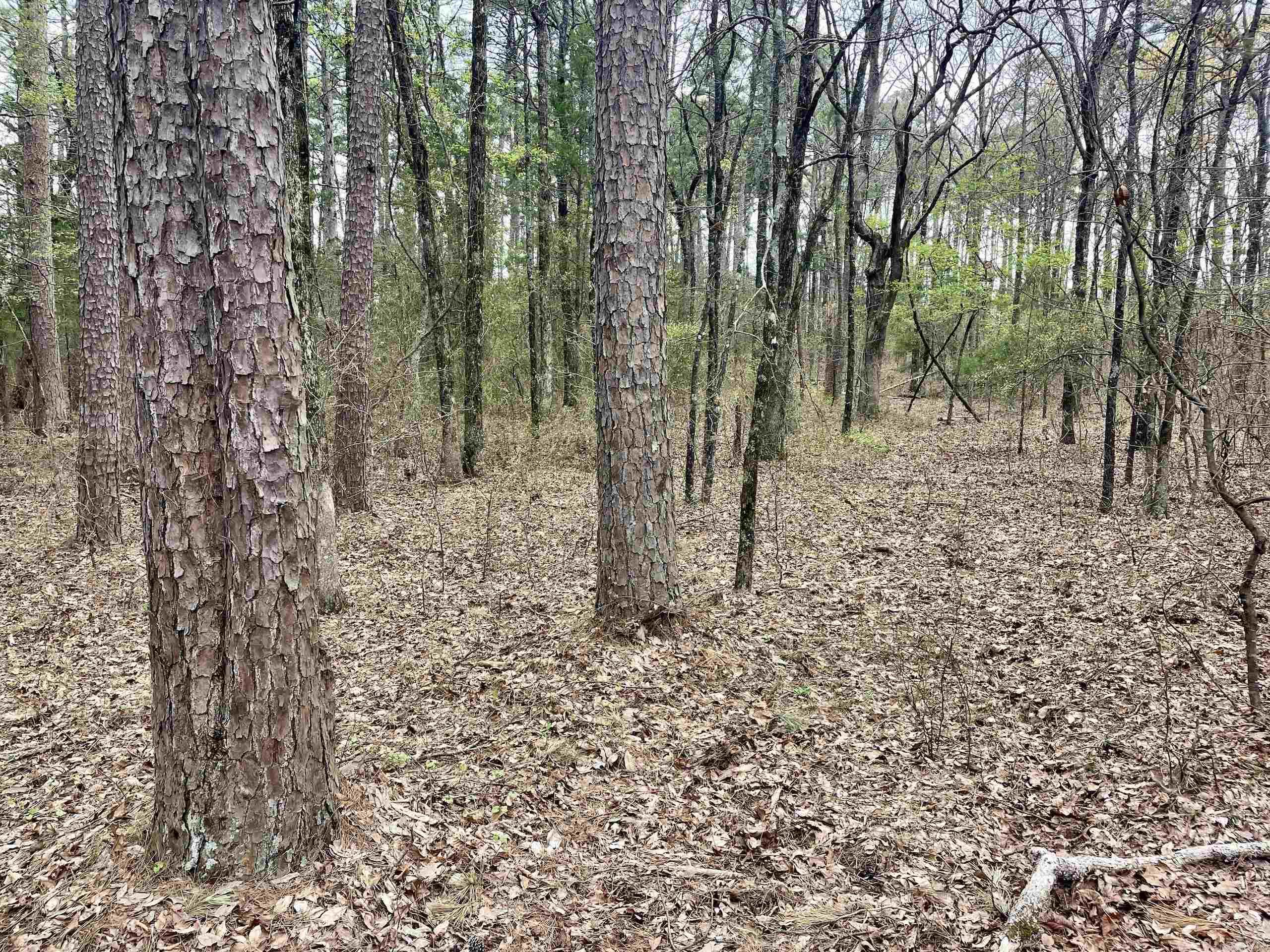 000  Bettis Mountain  Quitman, AR