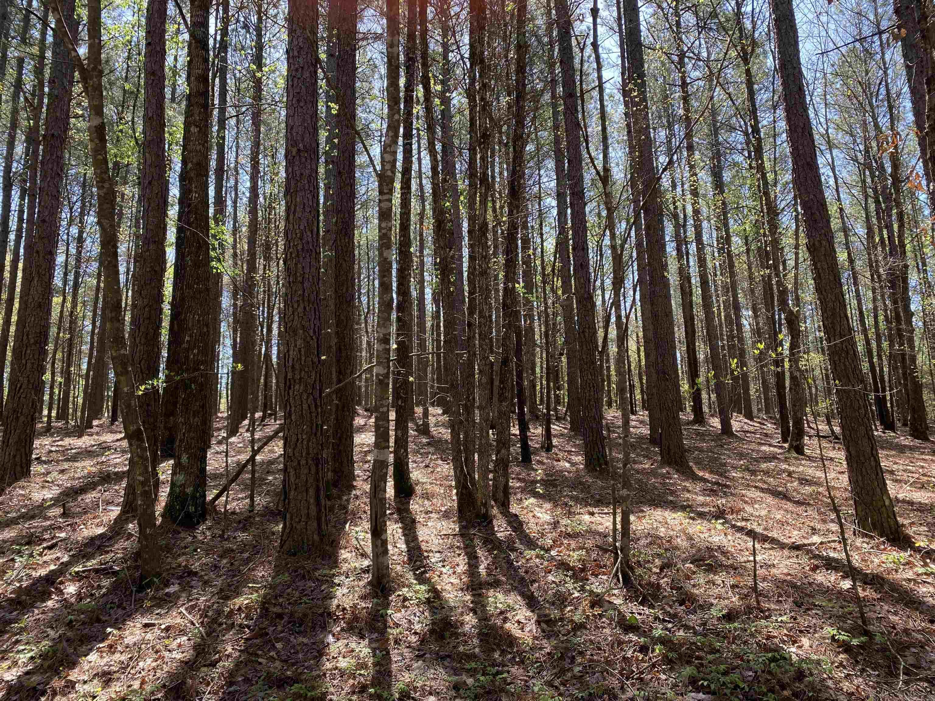 TBD  Woodland Springs  Mount Ida, AR