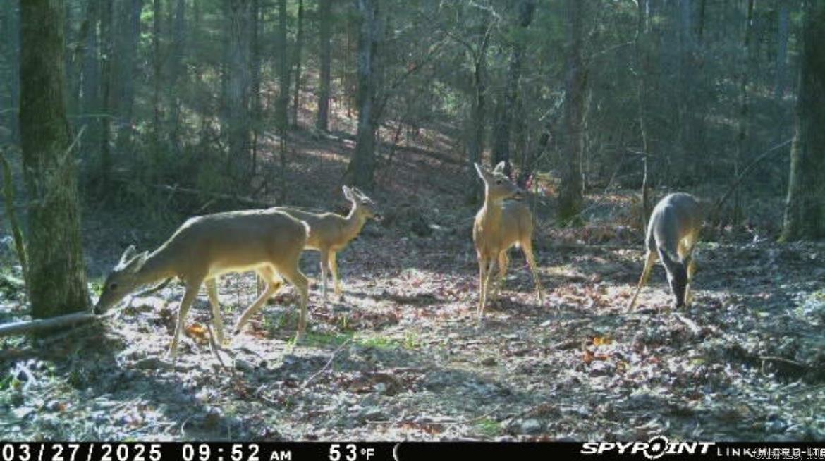 1962  Mountain Park  Shirley, AR