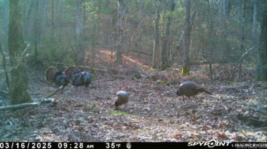 1962  Mountain Park  Shirley, AR