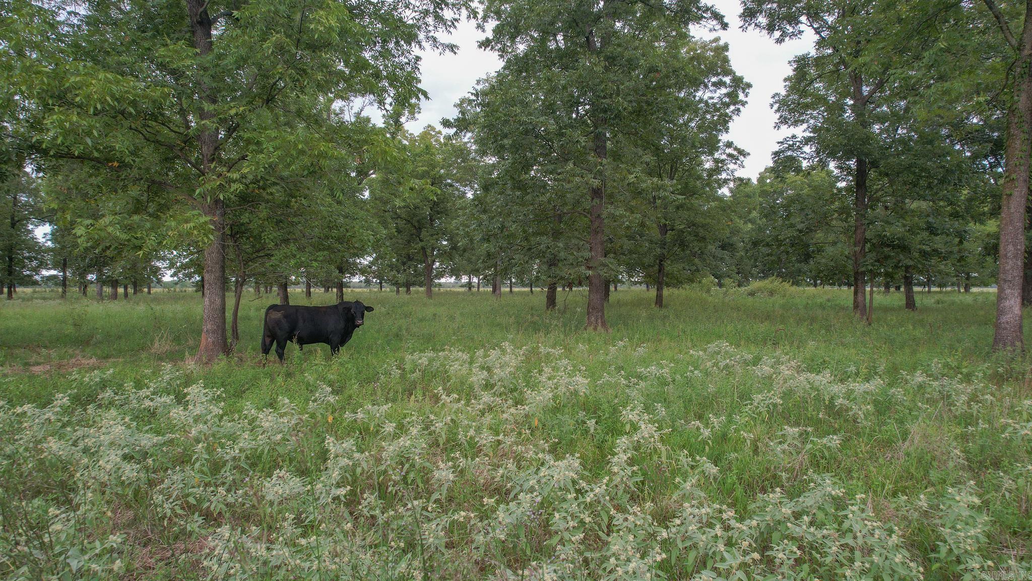 TBD  LR 21  Ashdown, AR