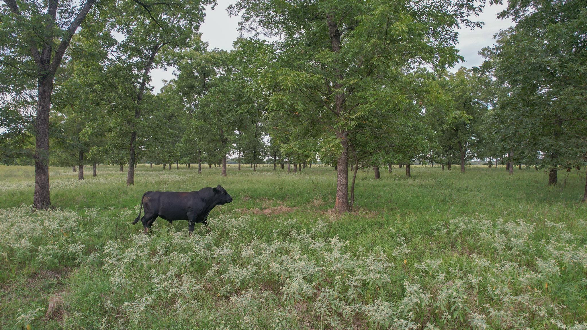 TBD  LR 21  Ashdown, AR
