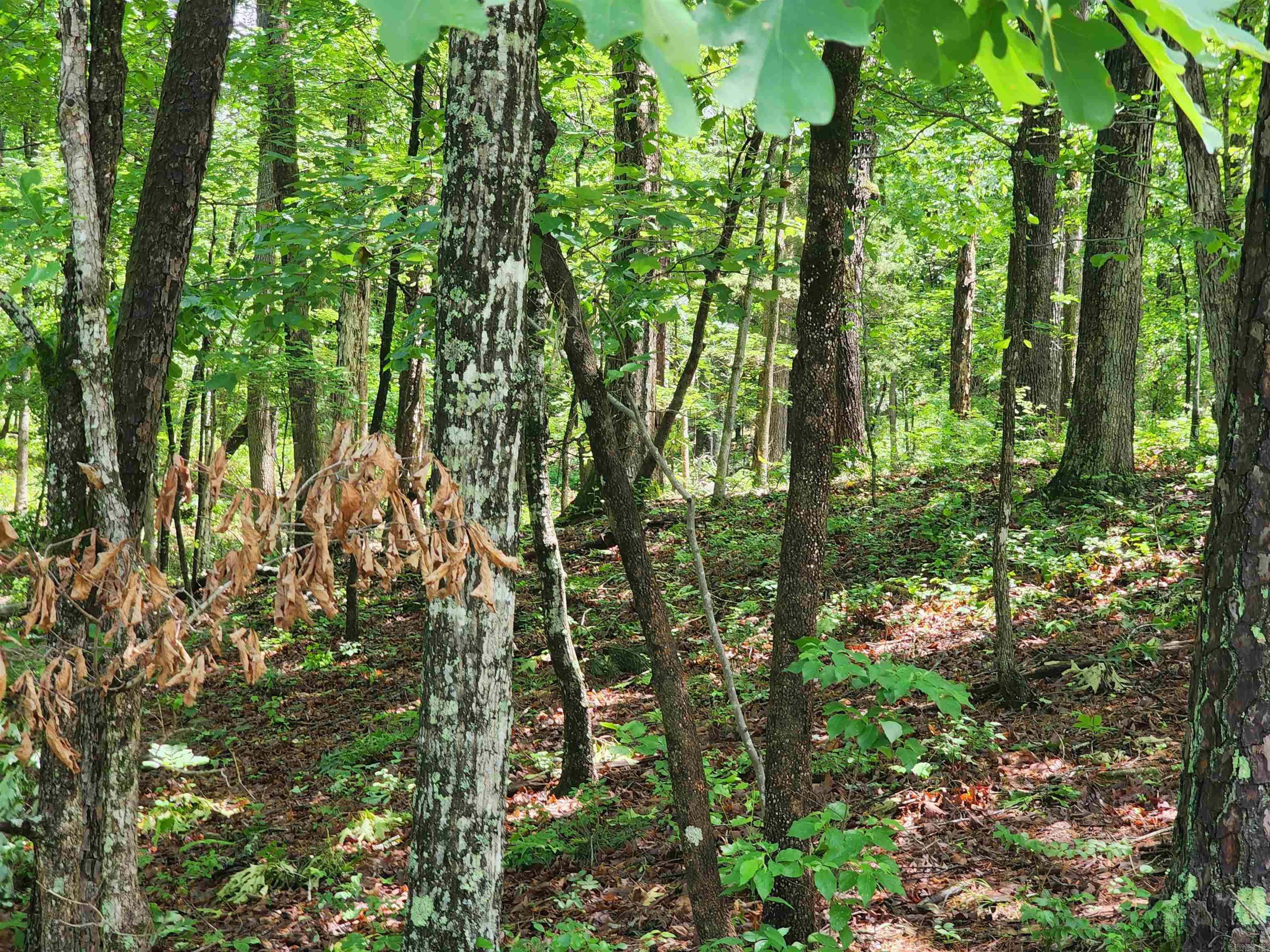 0  Timber  Fairfield Bay, AR