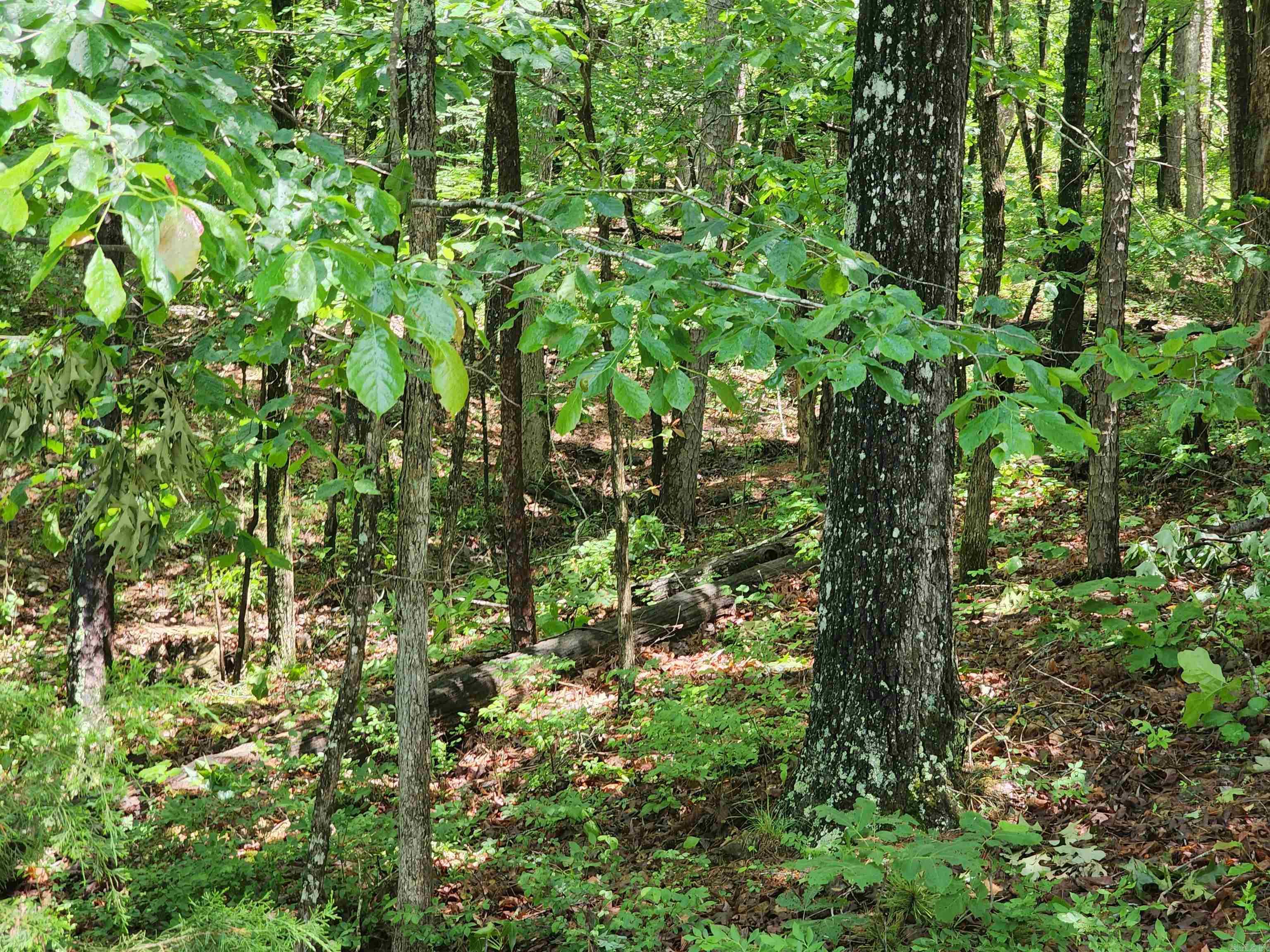 0  Timber  Fairfield Bay, AR