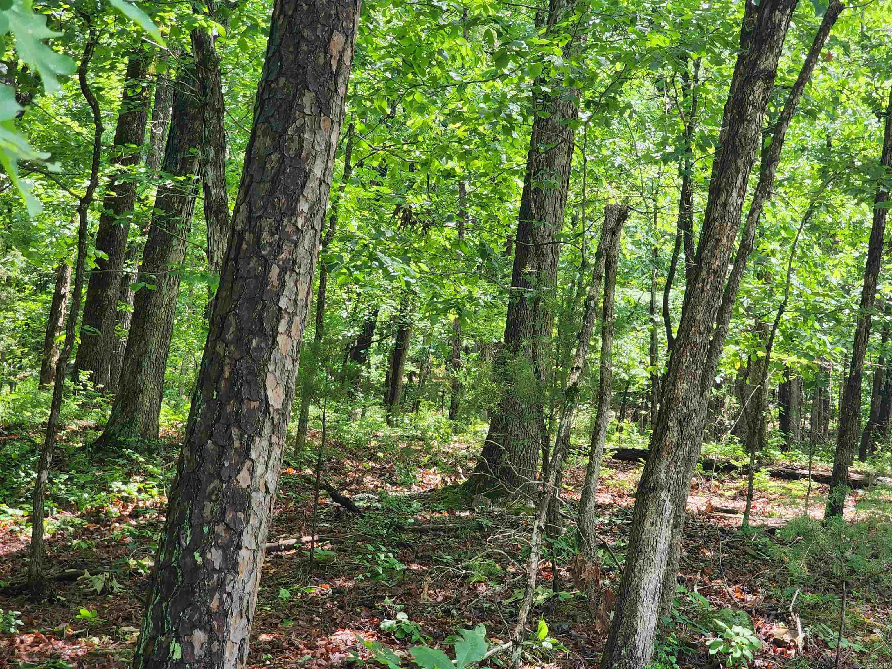 0  Timber  Fairfield Bay, AR