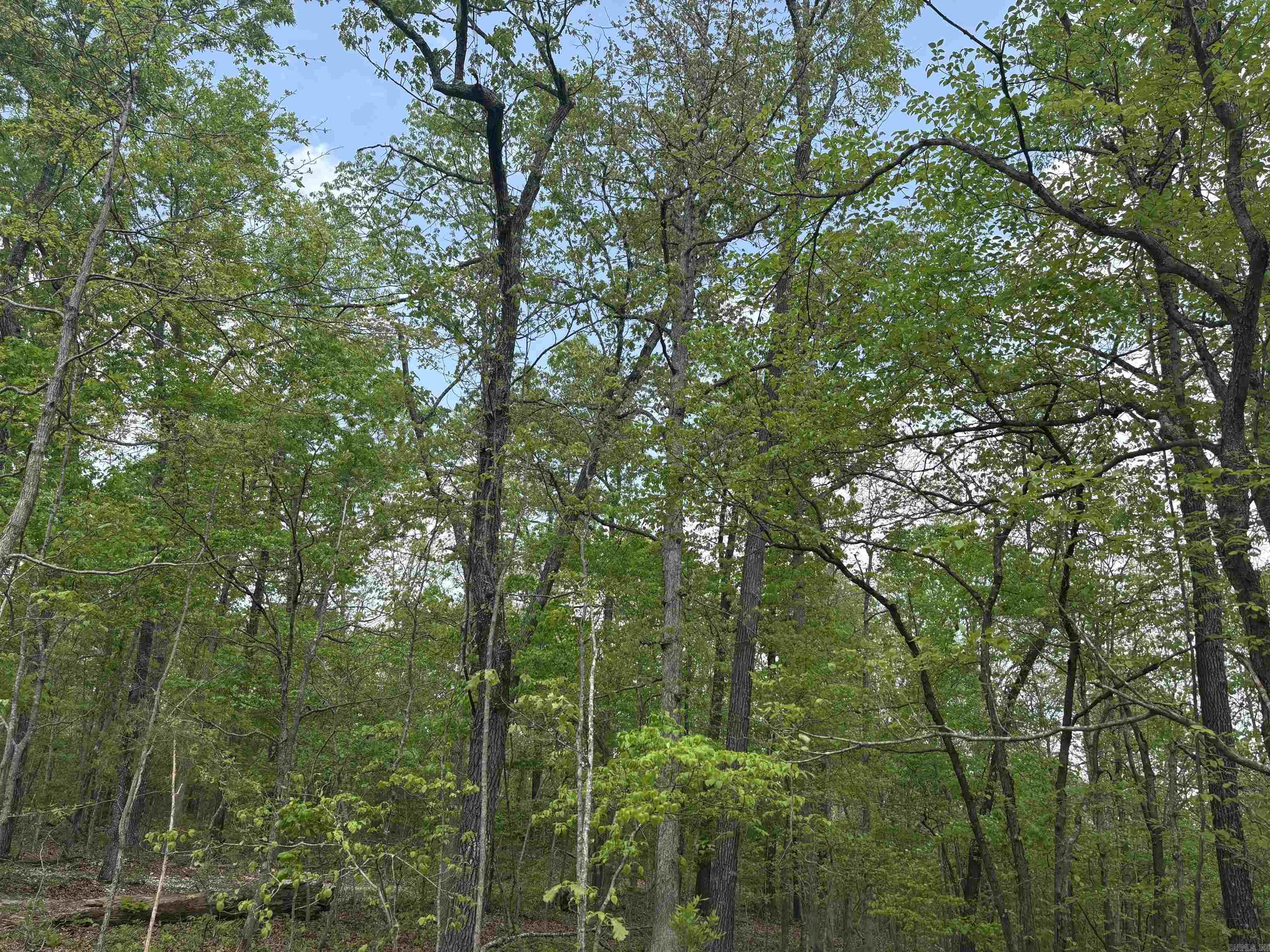 261  Mitchell  Mountain View, AR