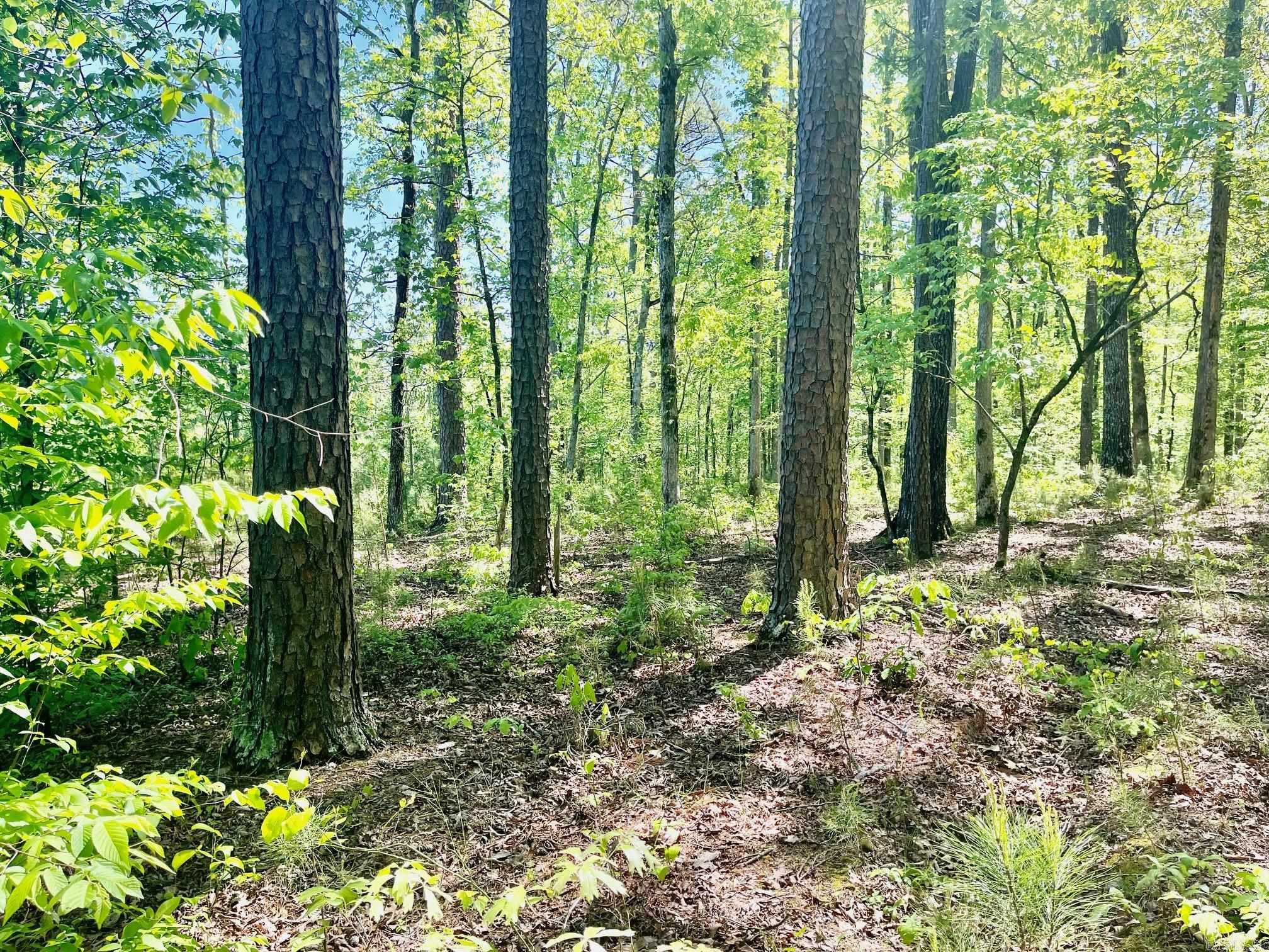 XXX  Beech Dr.  Bismarck, AR