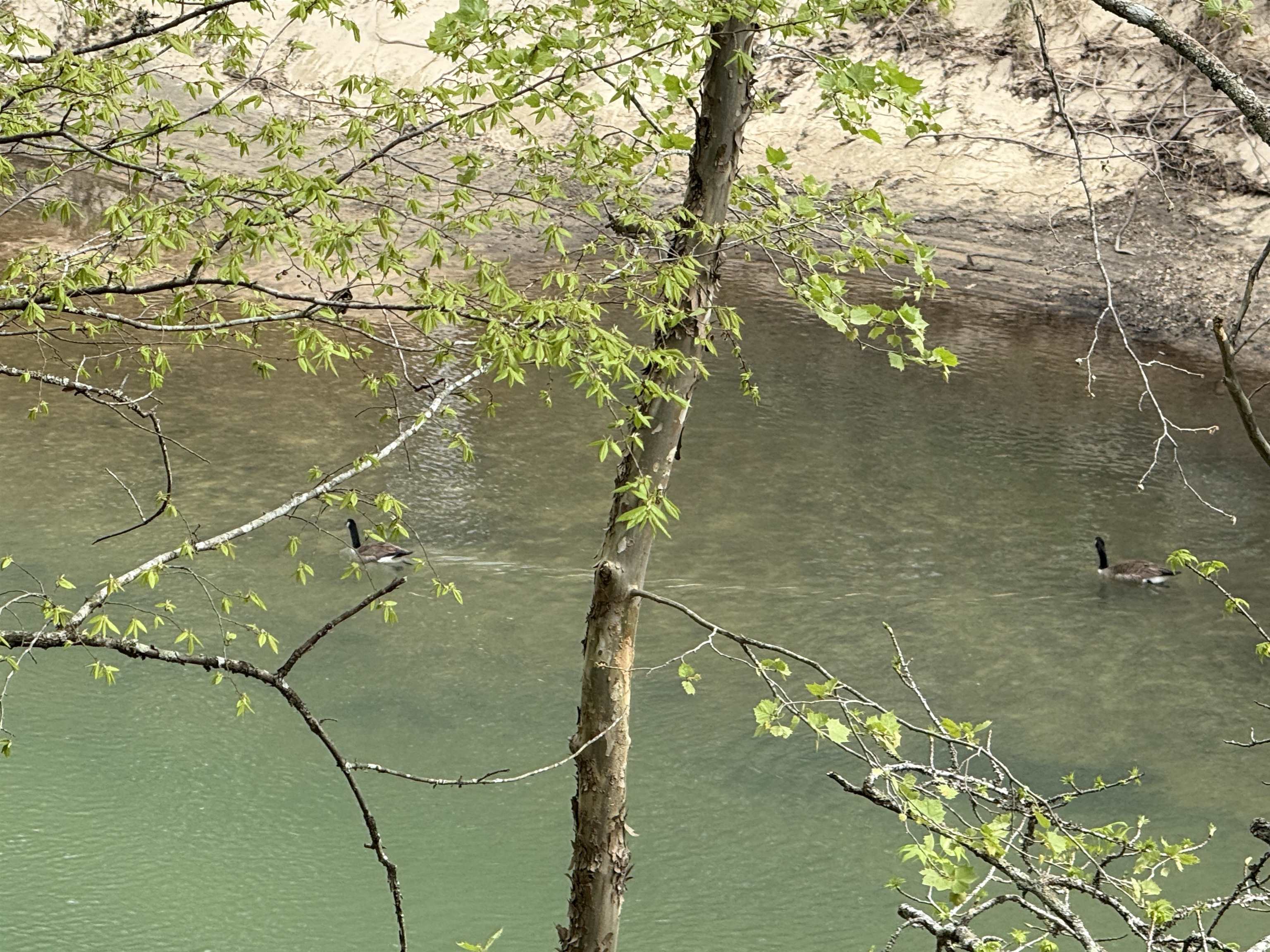 1343  Reb Lane  Calico Rock, AR