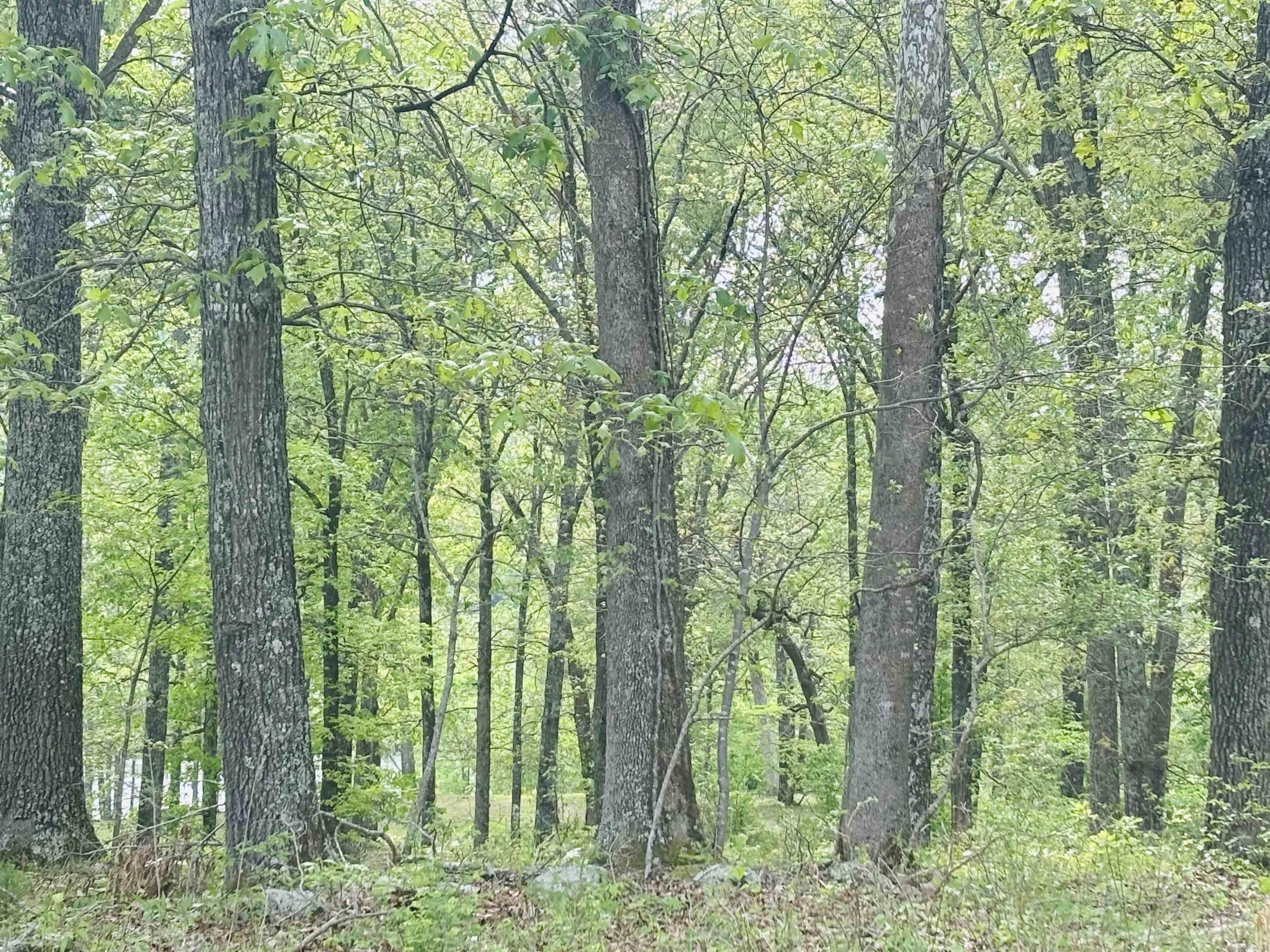Lot 31 & 32  (White River Valley 4) Cougar  Mountain Home, AR