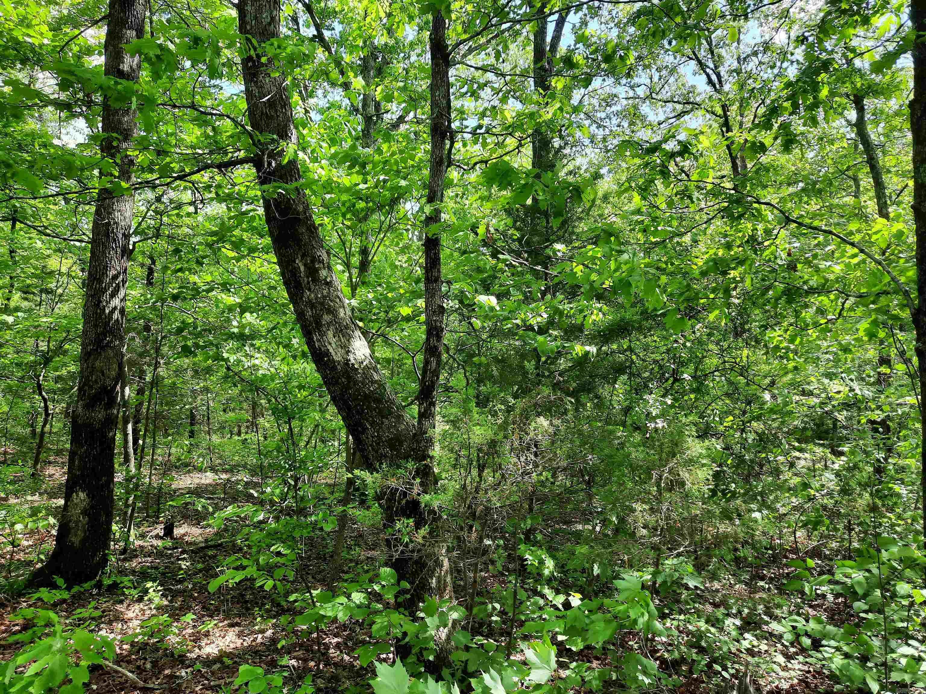 000  Flat Rock Road  Mountain View, AR