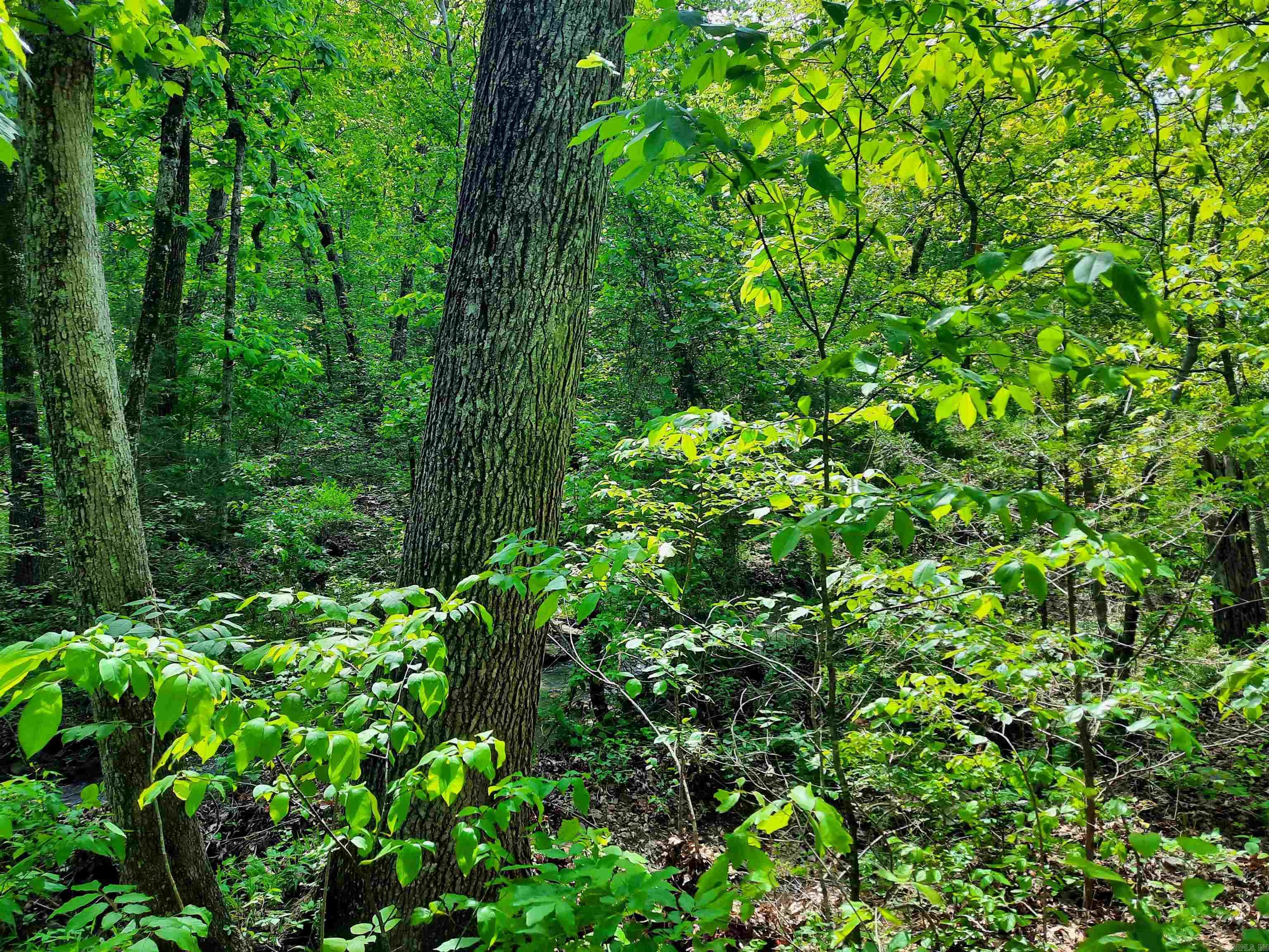 000  Flat Rock Road  Mountain View, AR