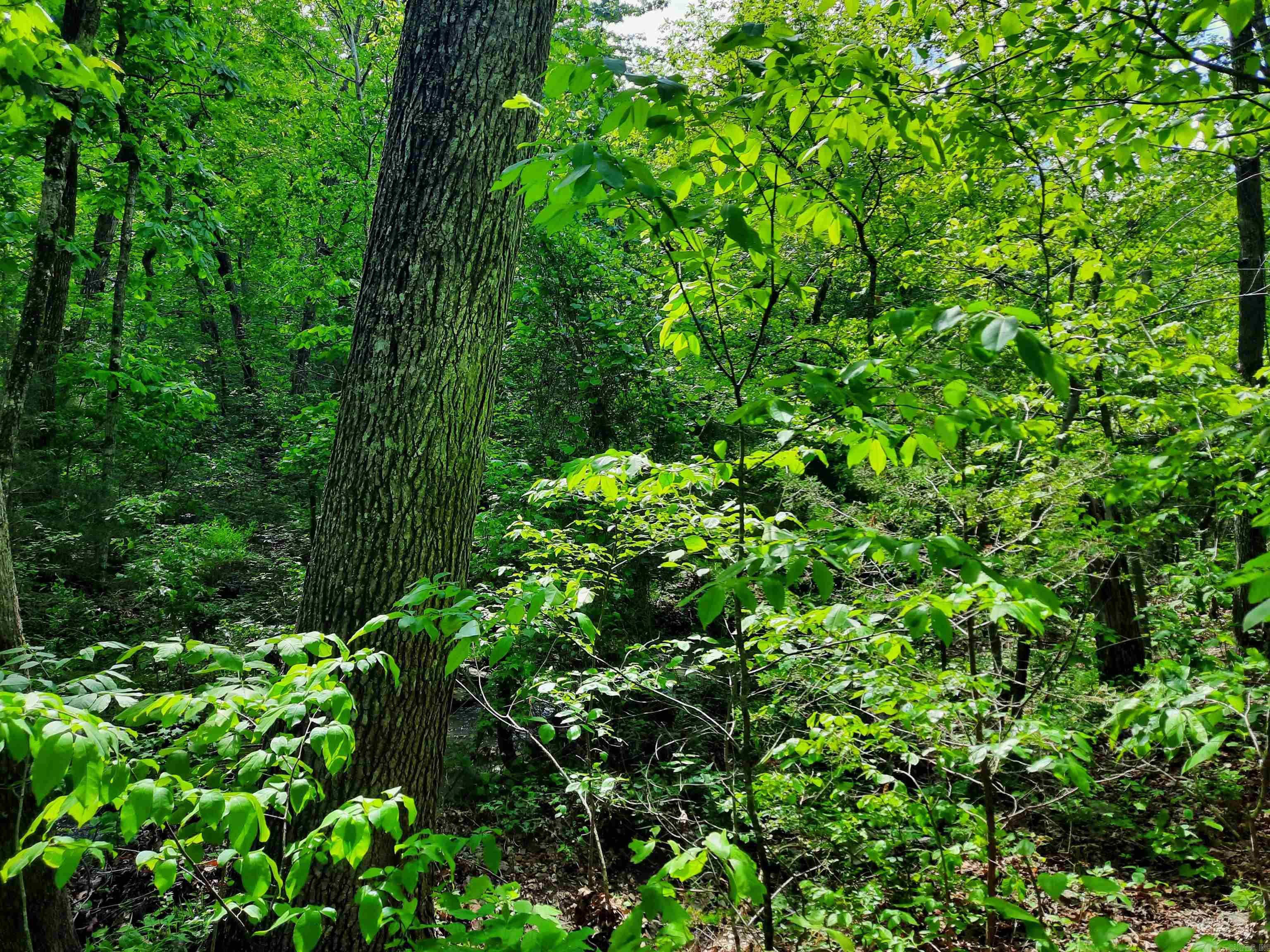 000  Flat Rock Road  Mountain View, AR