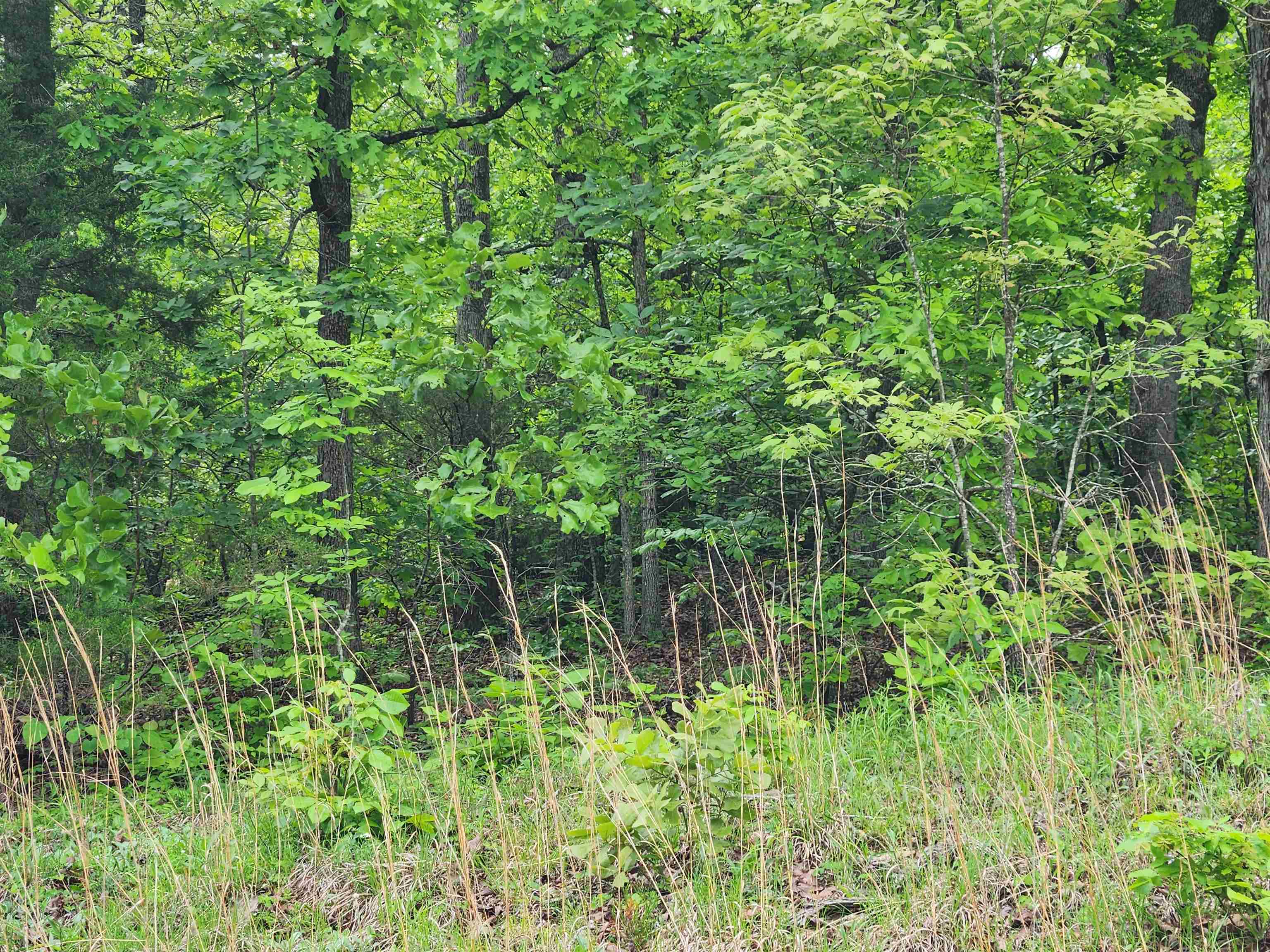   Waubansia  Cherokee Village, AR