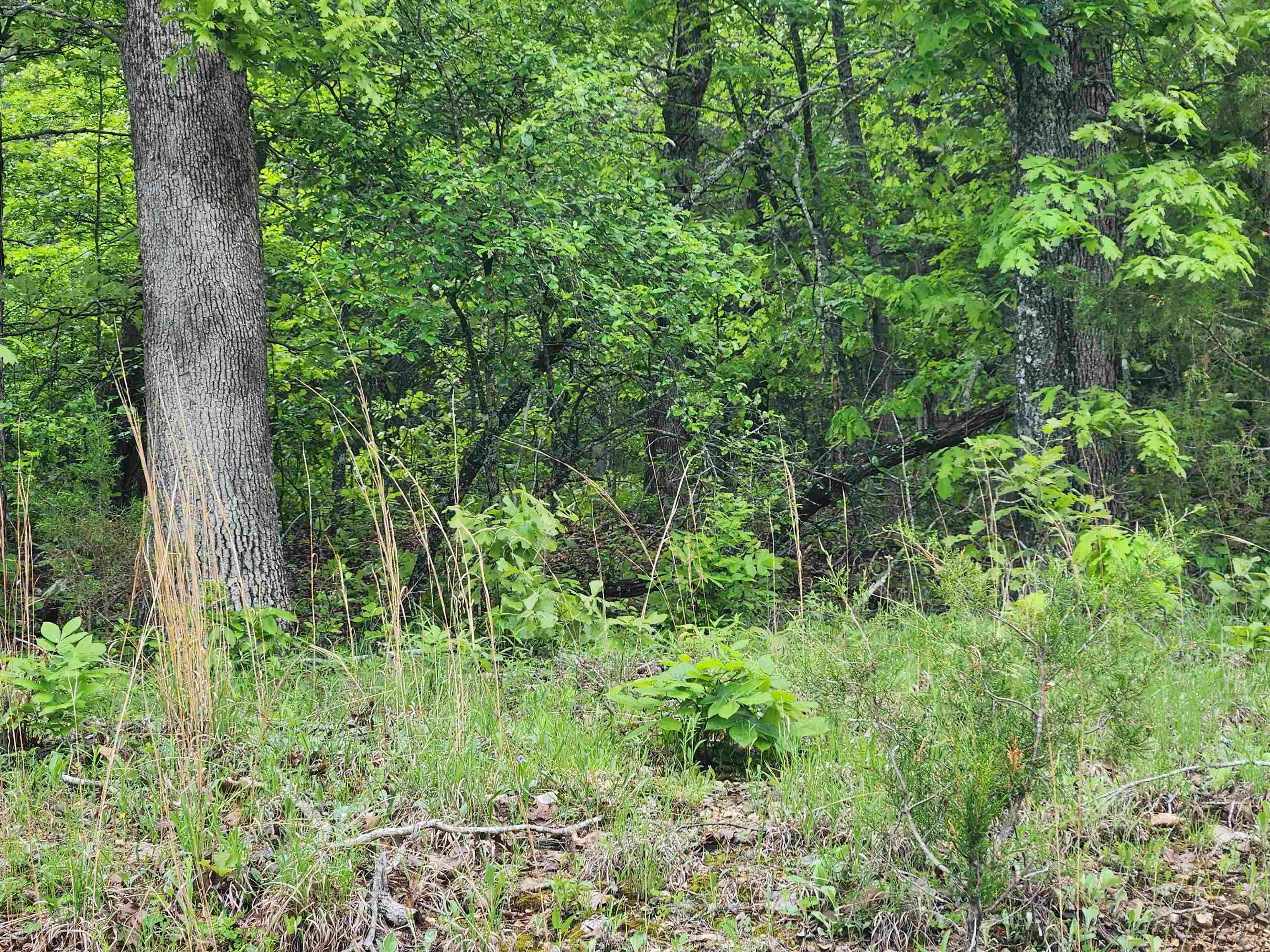   Waubansia  Cherokee Village, AR