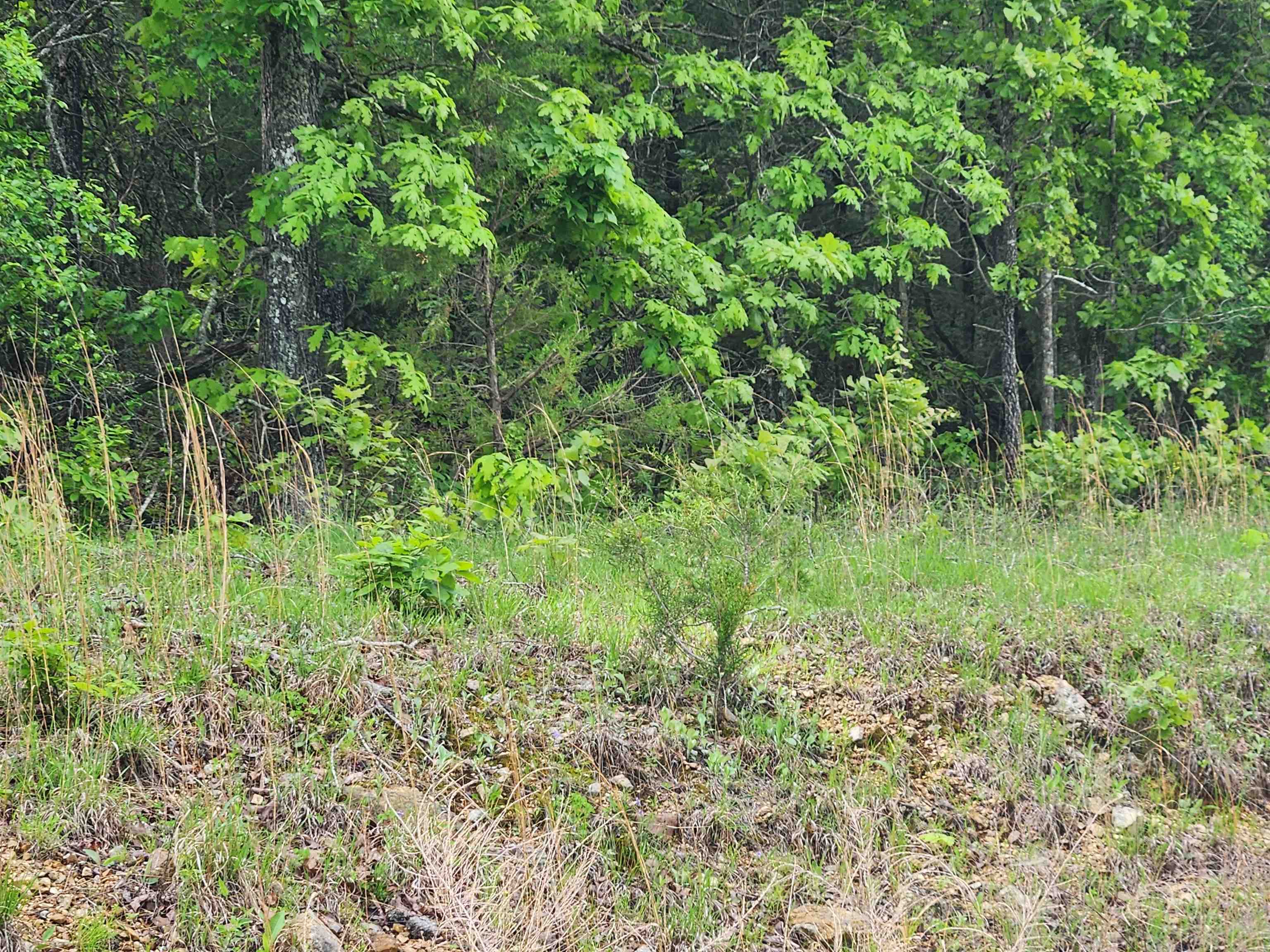   Waubansia  Cherokee Village, AR