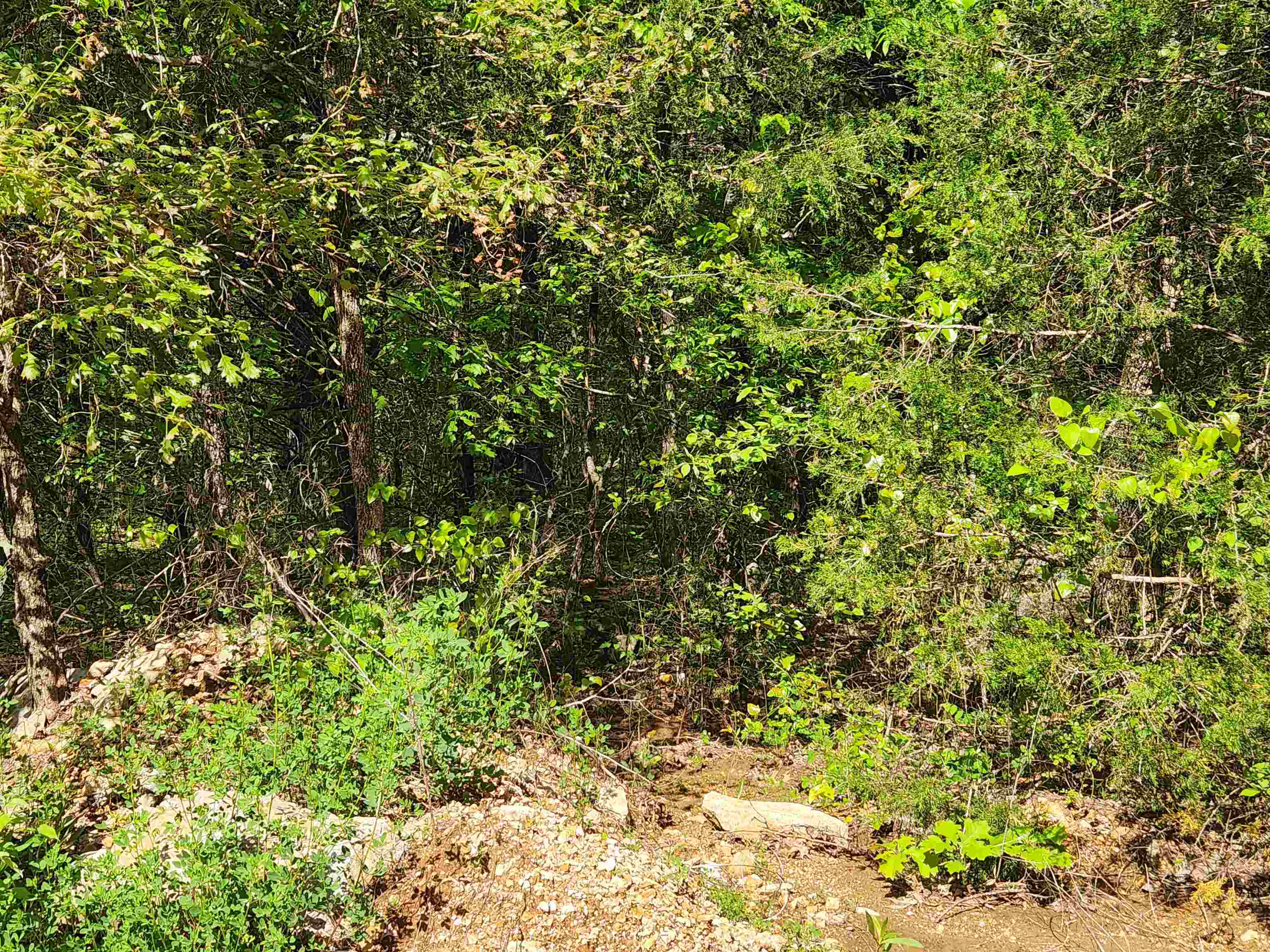  Strawberry Valley  Ash Flat, AR