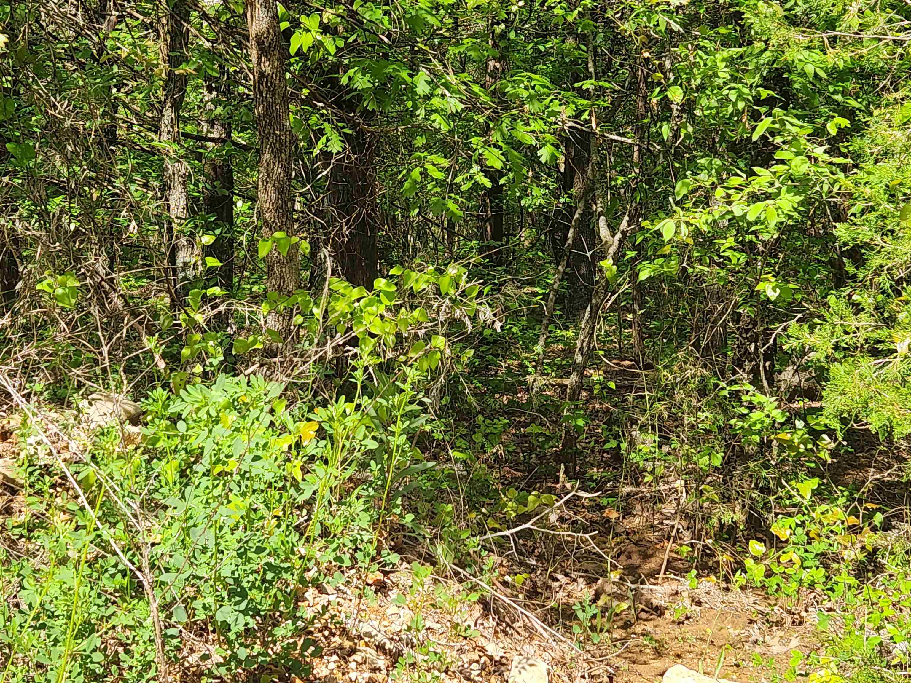   Strawberry Valley  Ash Flat, AR