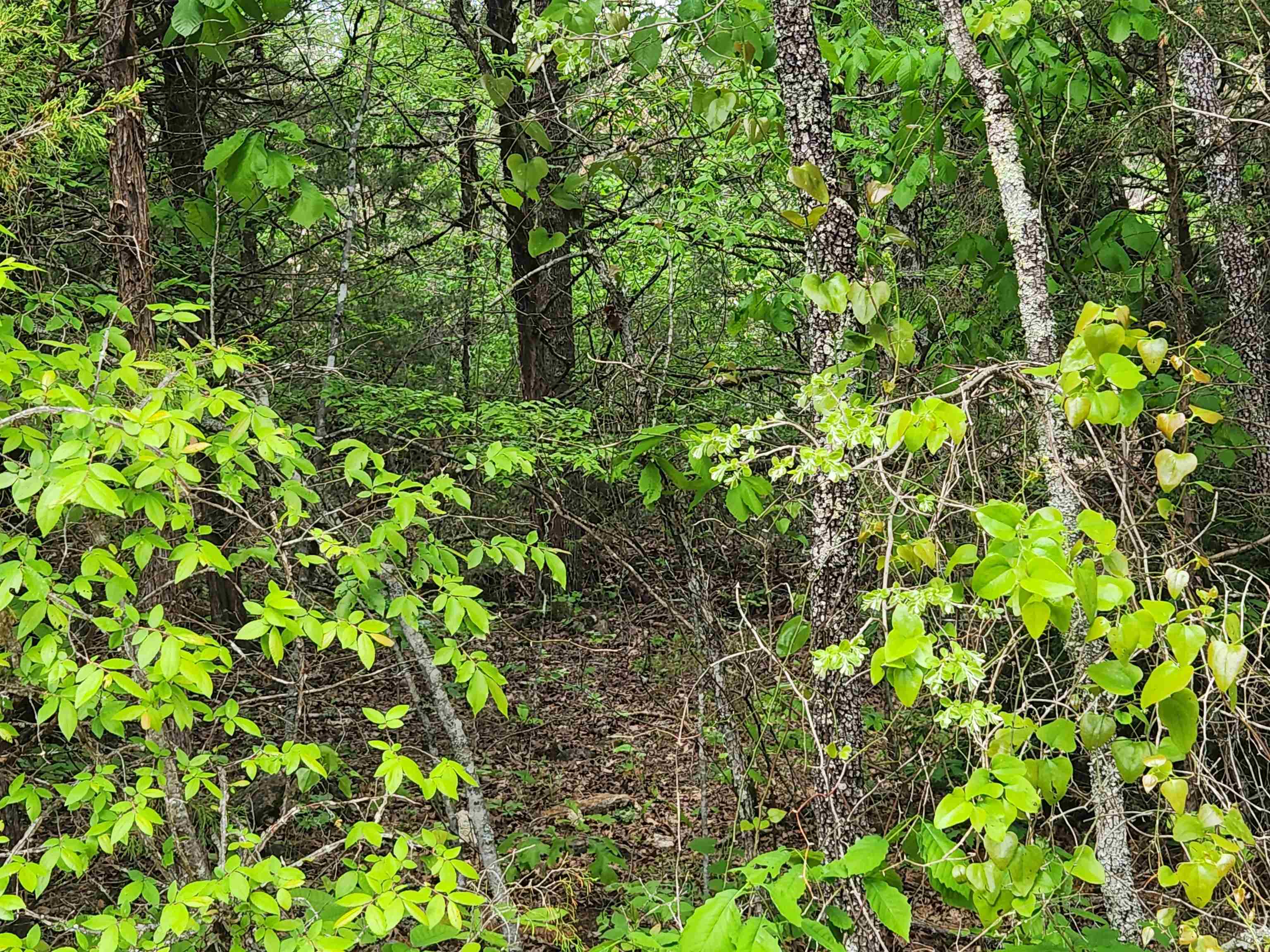   Strawberry Valley  Ash Flat, AR