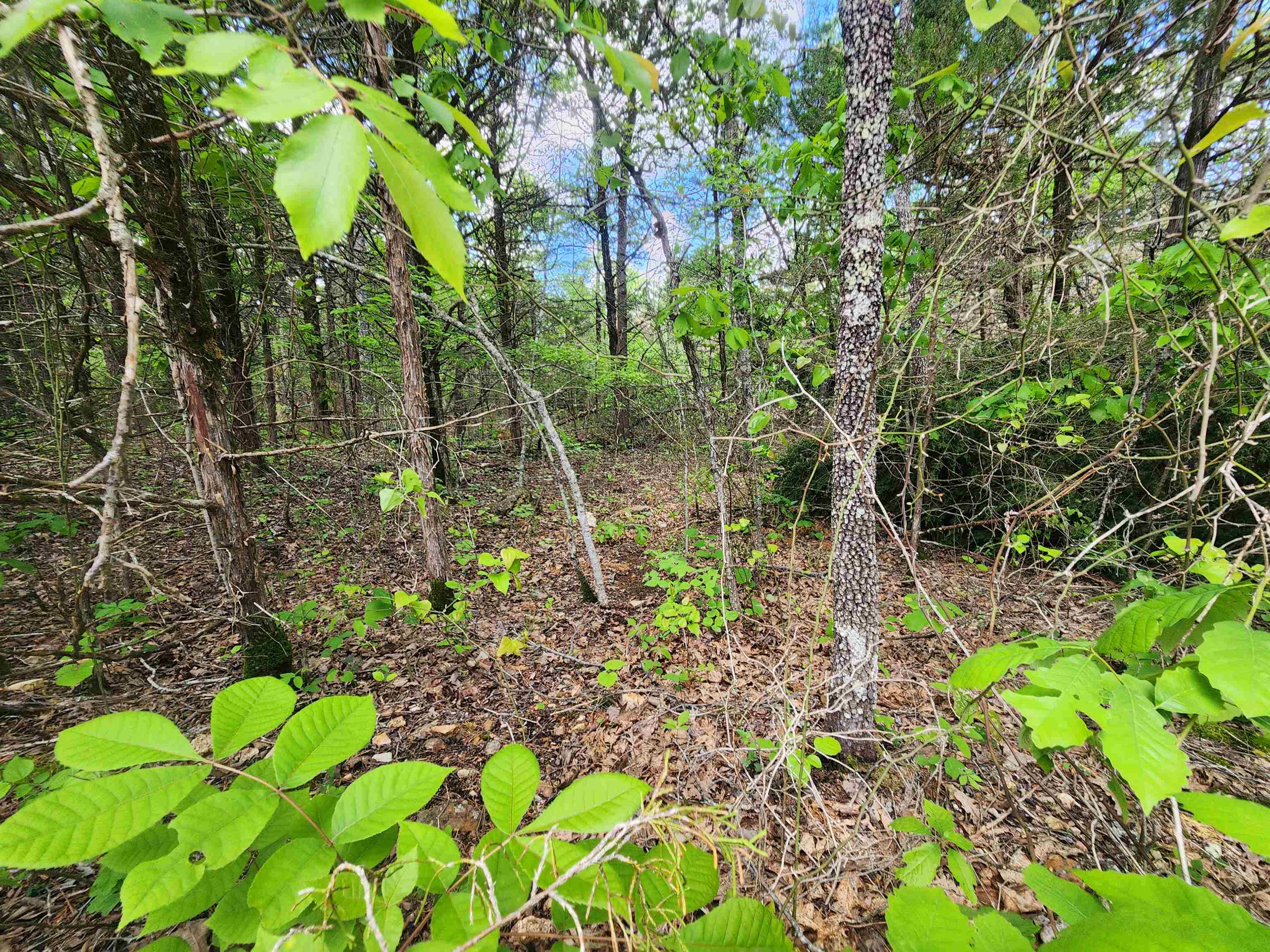   Strawberry Valley  Ash Flat, AR