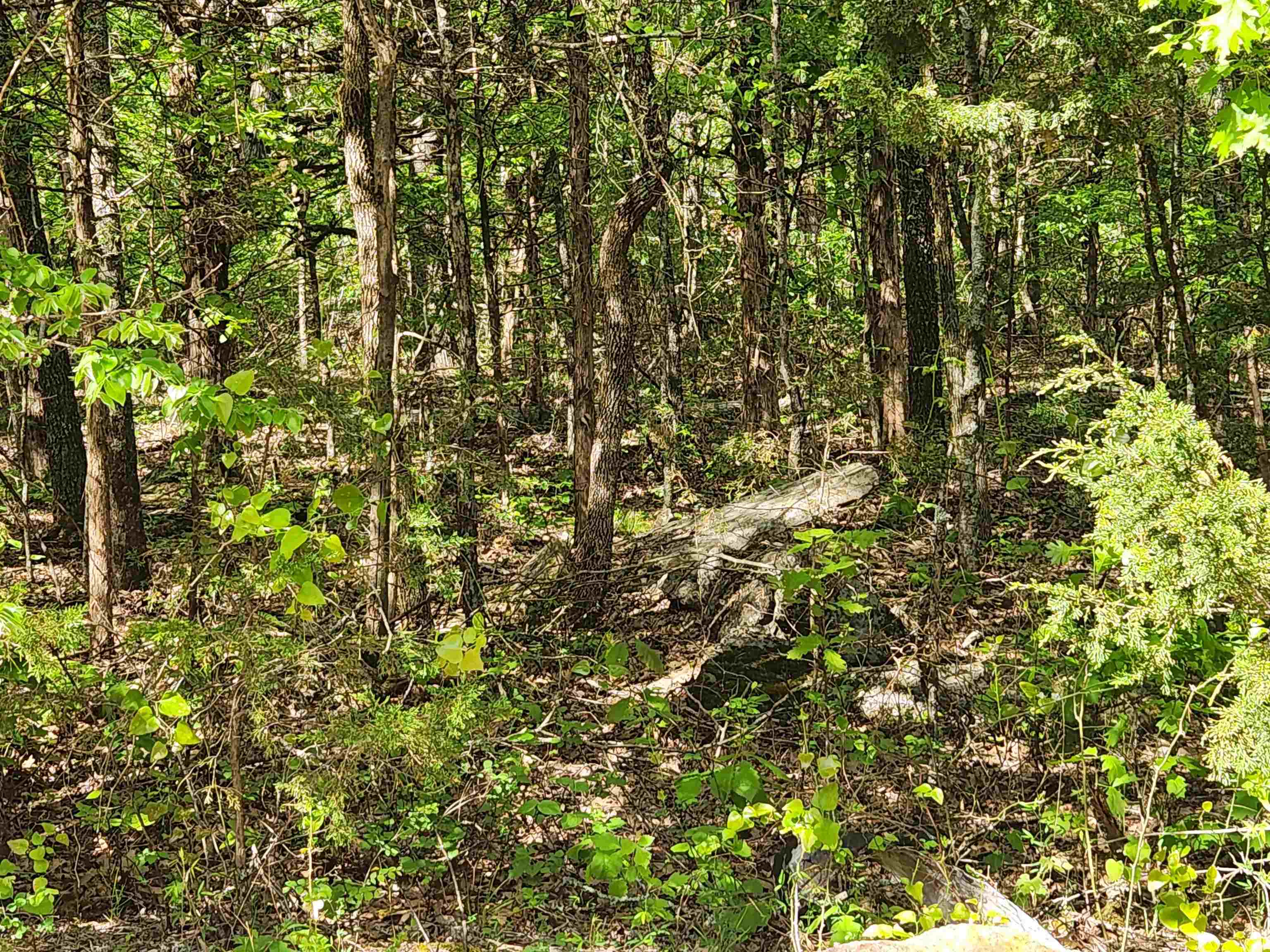   Strawberry Valley  Ash Flat, AR
