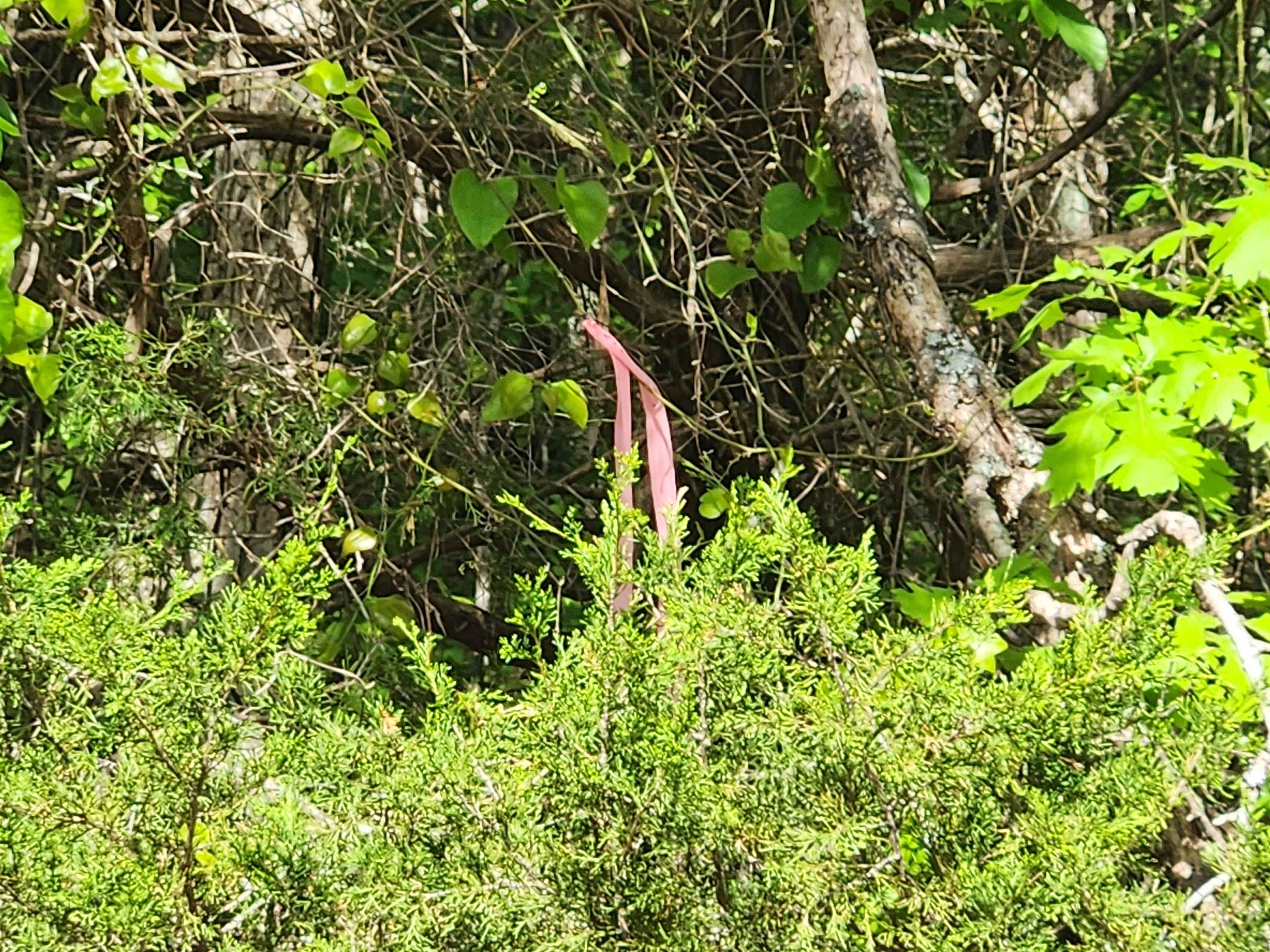   Strawberry Valley  Ash Flat, AR