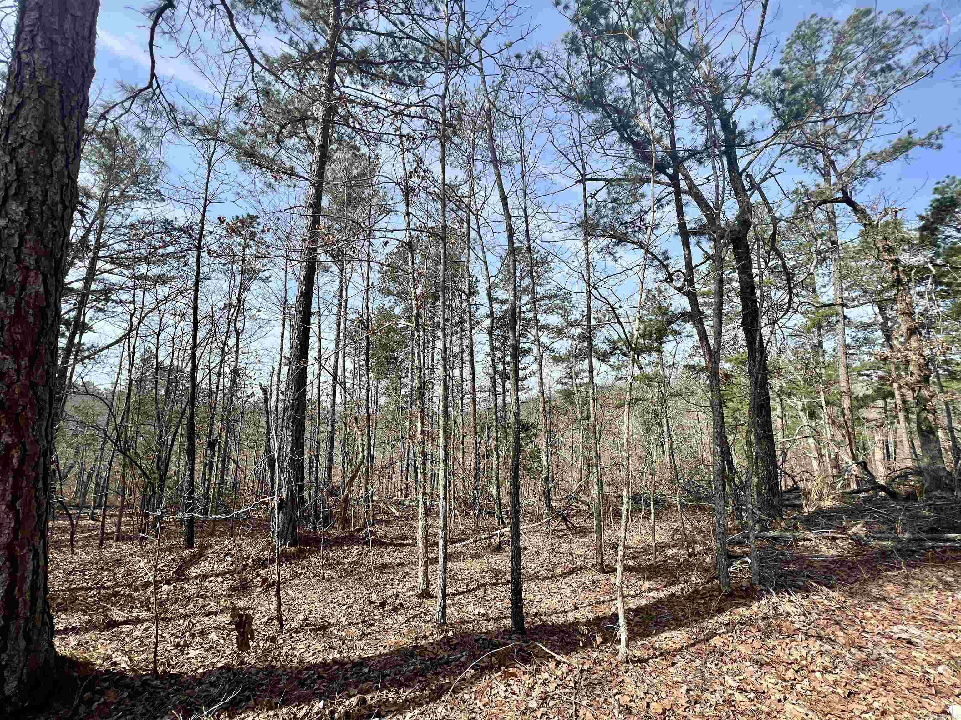 Tract 6  Ramblewood Trail  Yellville, AR