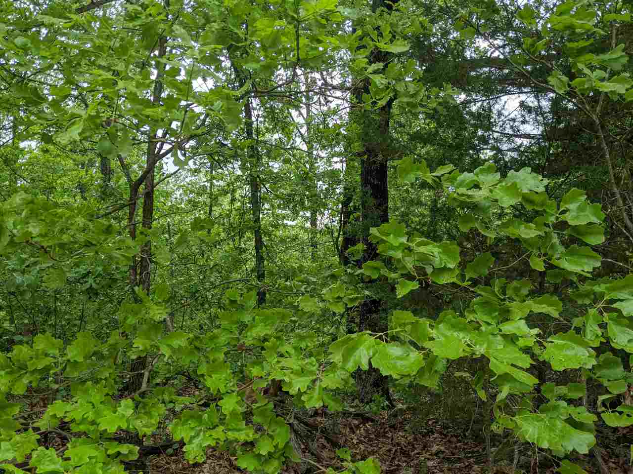 803 S Springfield  Horseshoe Bend, AR