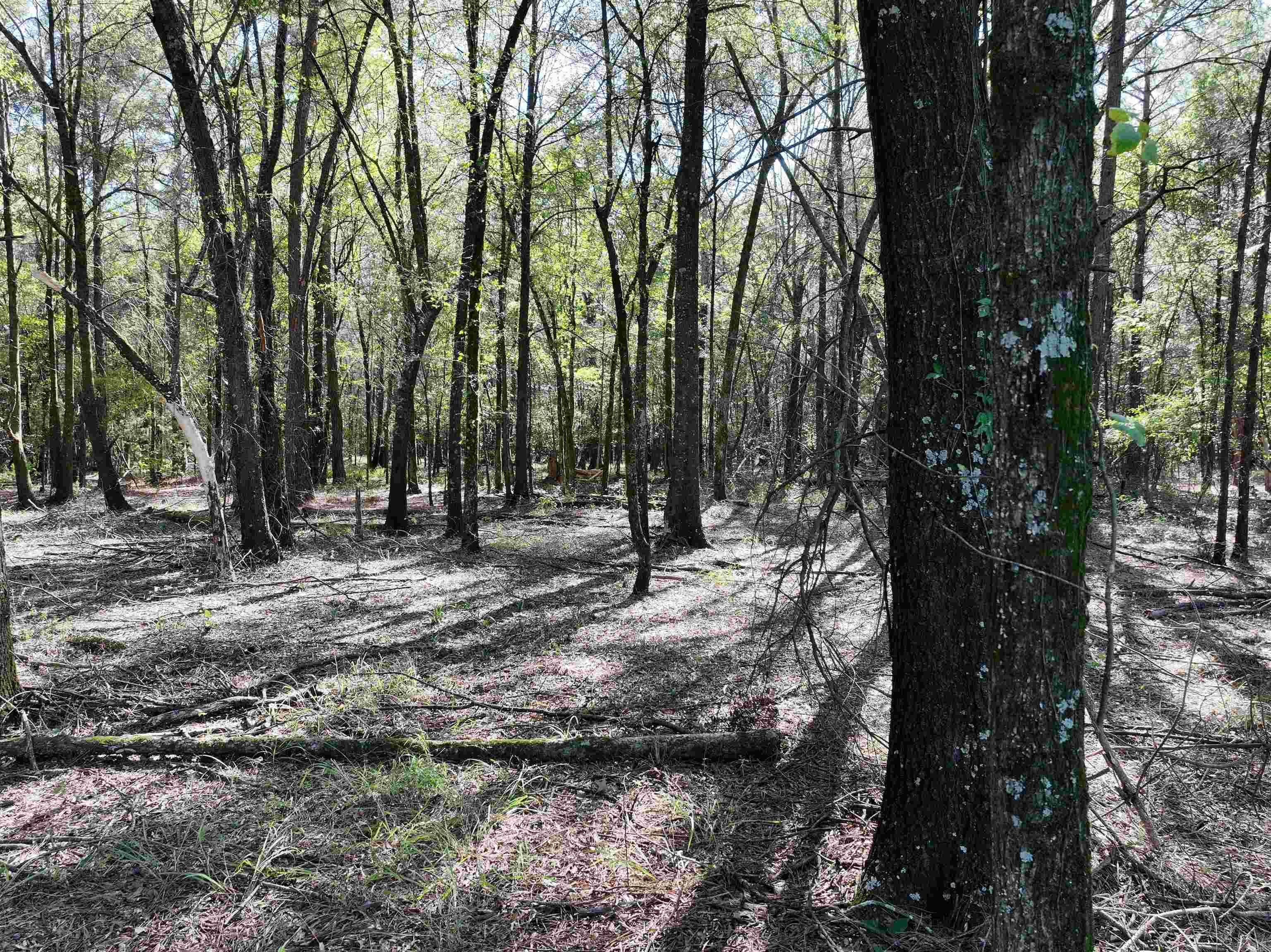 XXX  Central  Horatio, AR