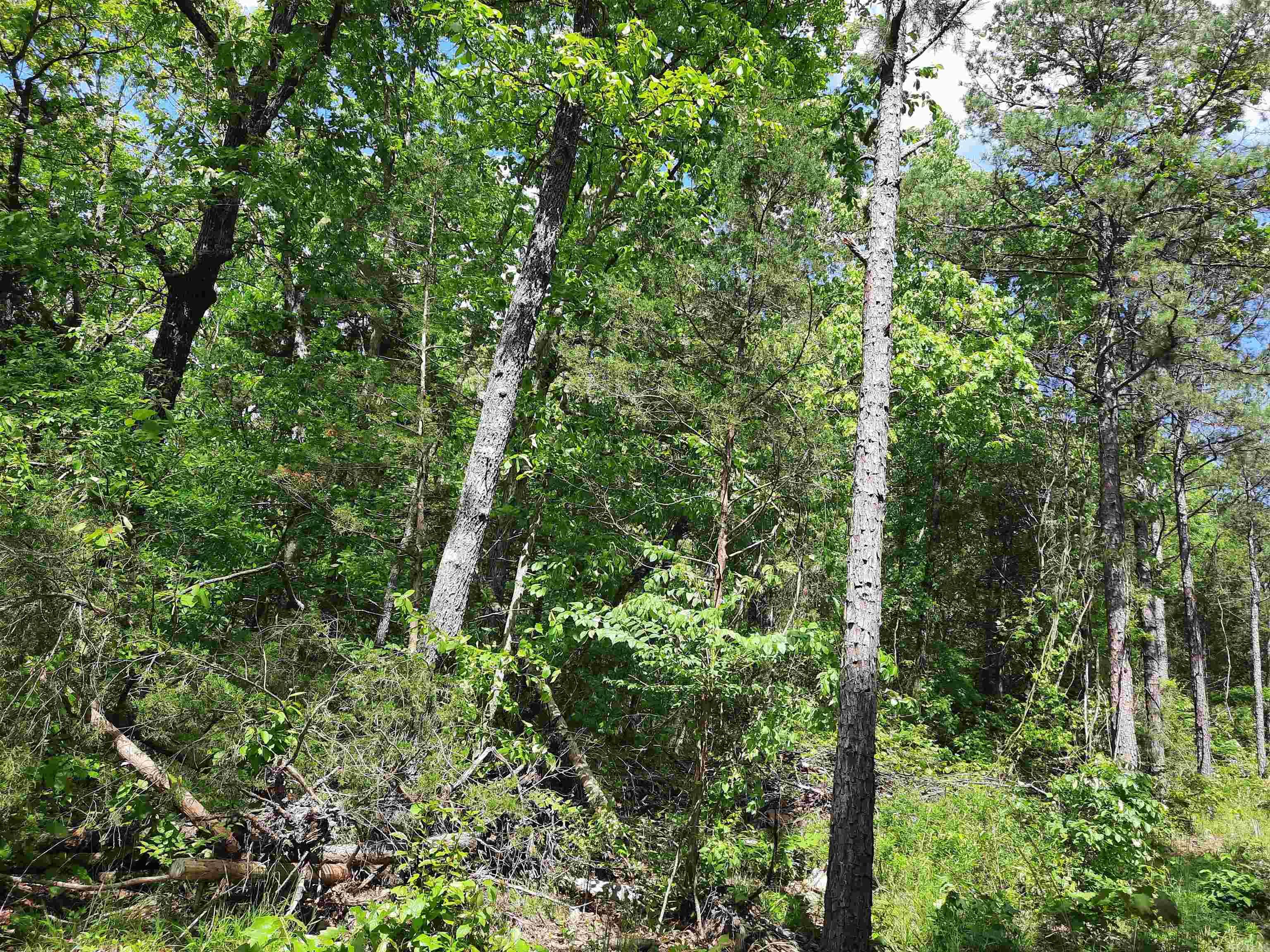 000  Benson Road  Mountain View, AR