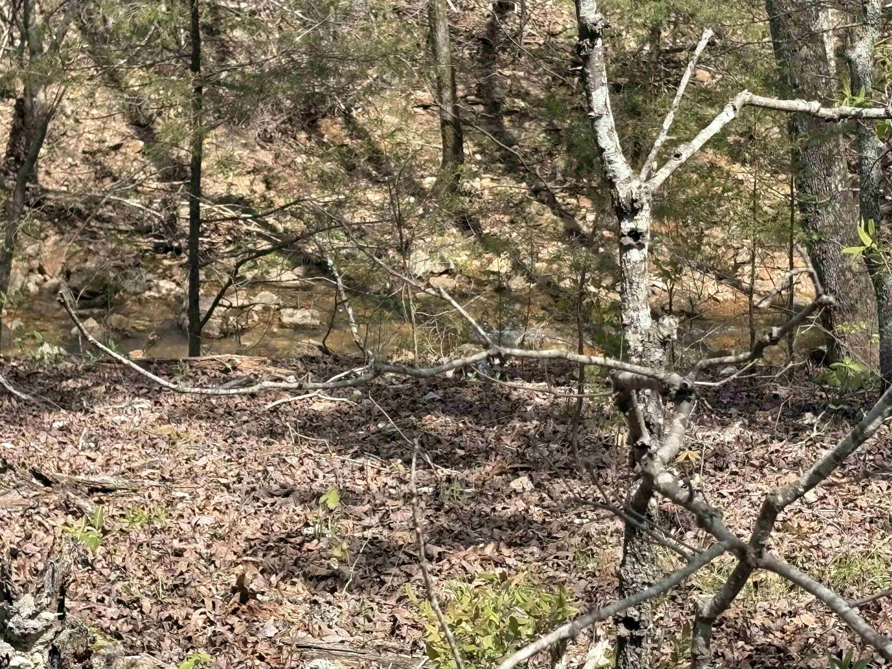 550  Baker Cemetery RD  Evening Shade, AR