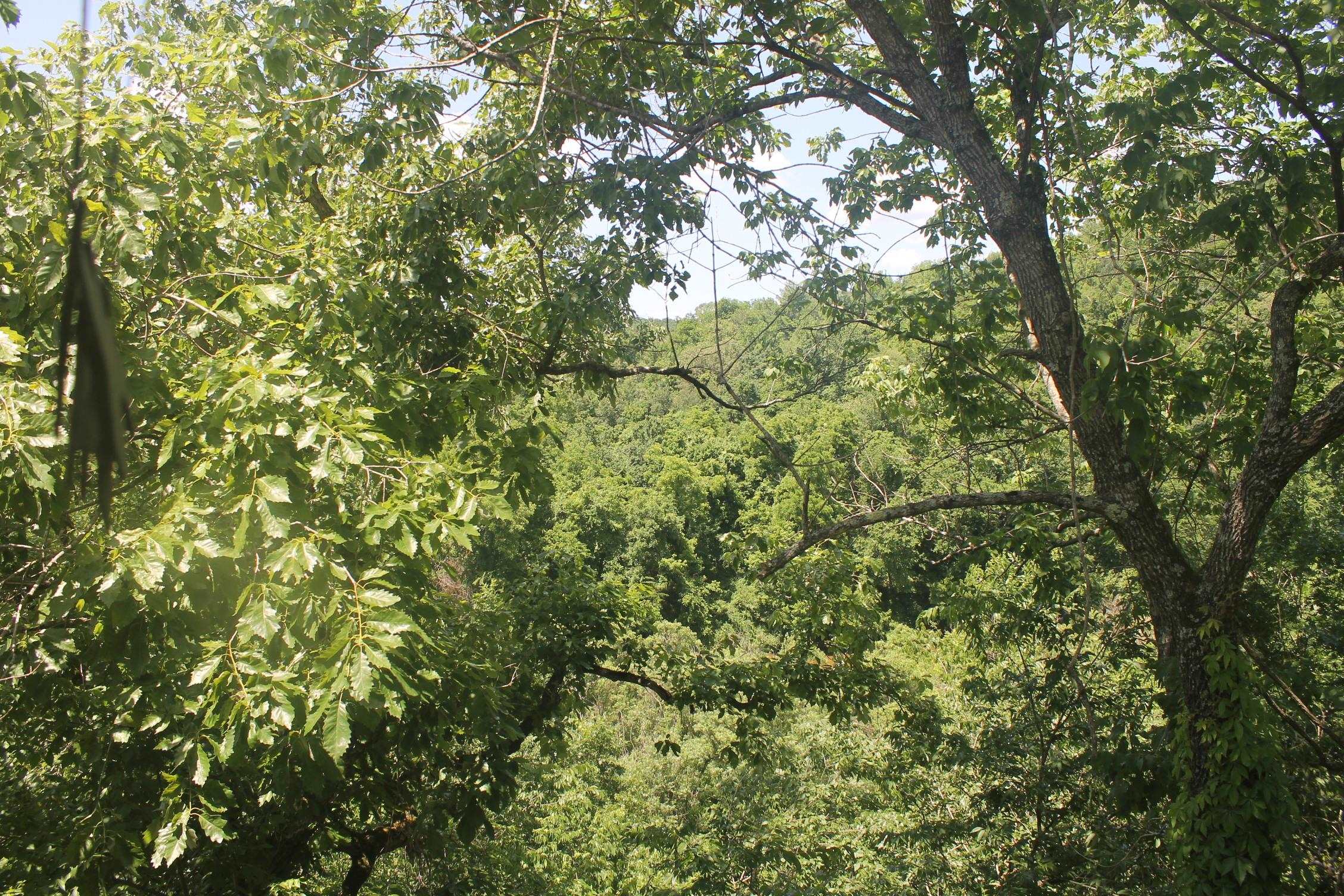 292  Sycamore  Mountain View, AR