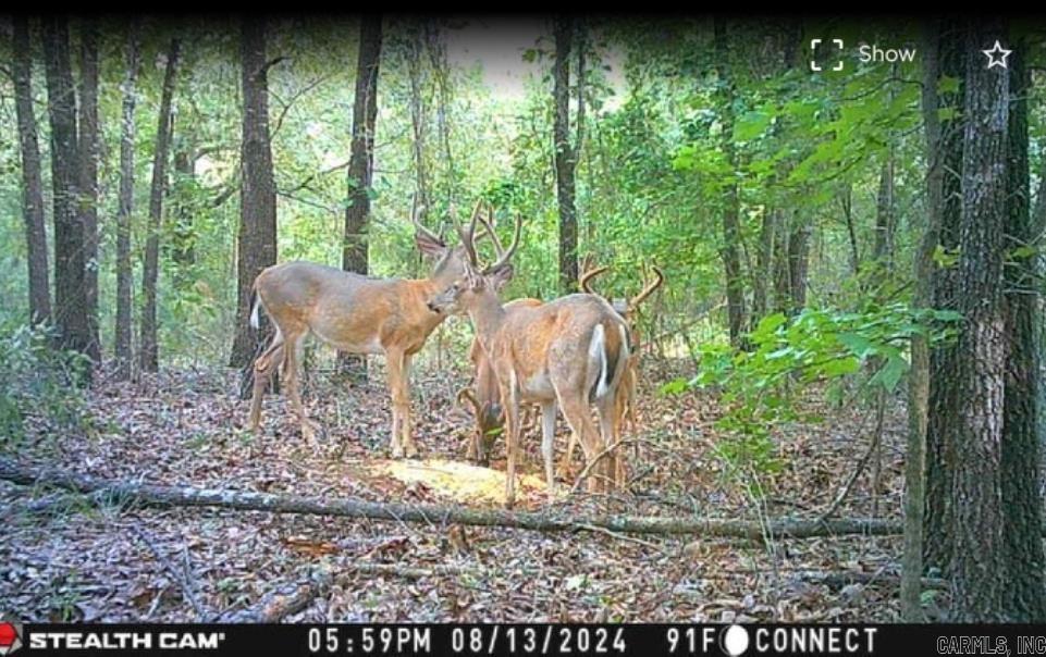 125 Stark Rd.  Greers Ferry, AR