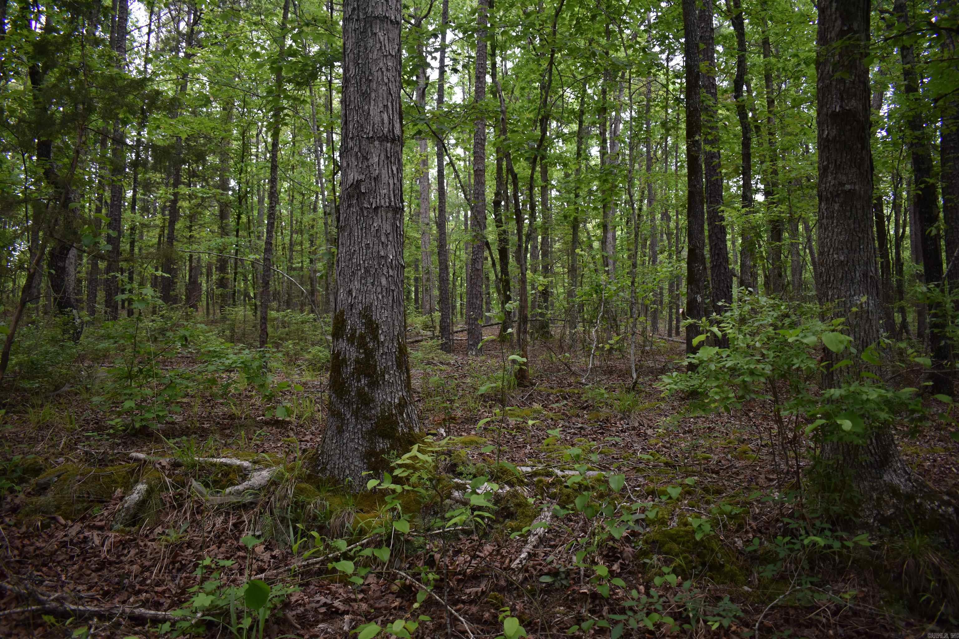 0000  Pole Thickett Road  Black Sprs., AR