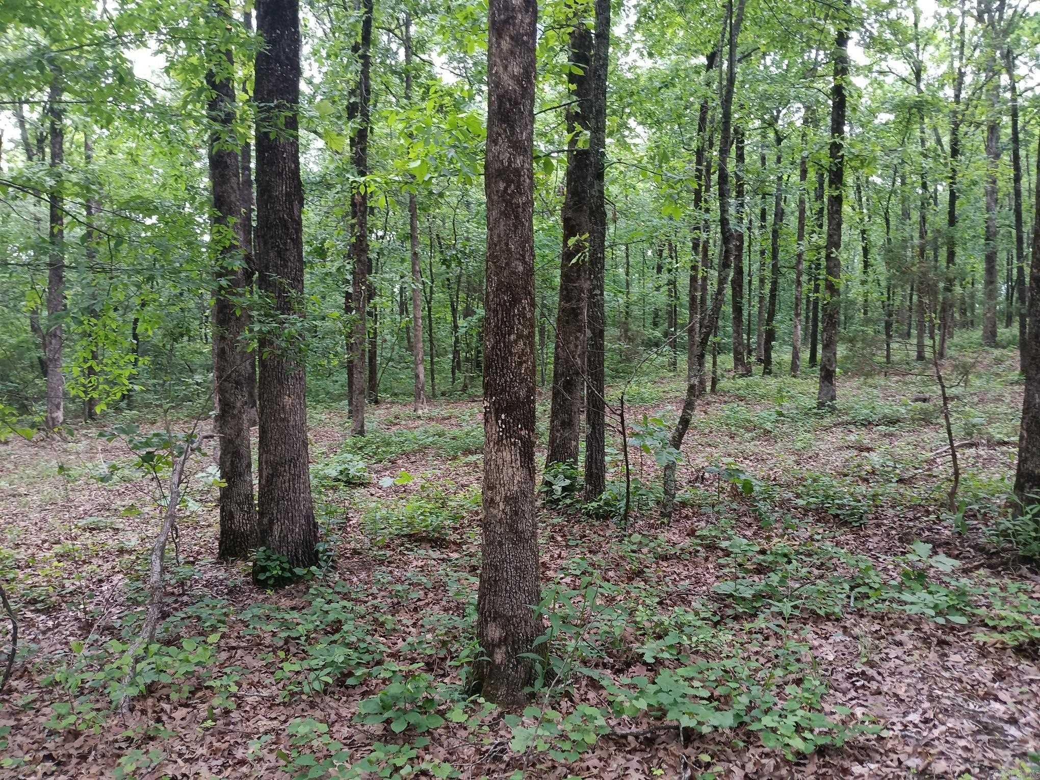409  Russell Mountain  Bald Knob, AR